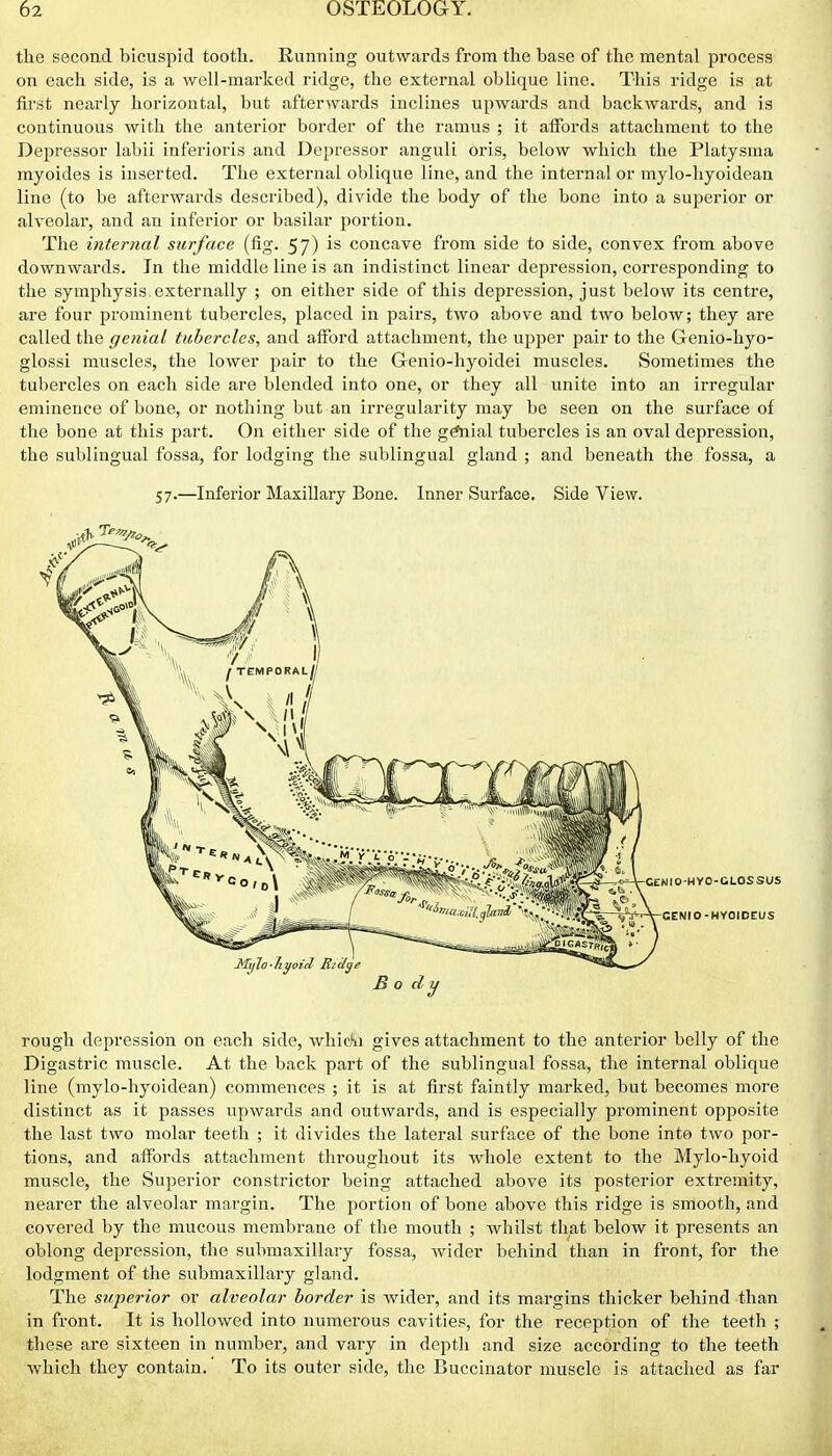 the second bicuspid tooth. Running outwards from the base of the mental process on each side, is a well-mai'ked ridge, the external oblique line. This ridge is at first nearly horizontal, but afterwards inclines upwards and backwards, and is continuous with the anterior border of the ramus ; it affords attachment to the Depressor labii inferioris and Depressor anguli oris, below which the Platysraa myoides is iuserted. The external oblique line, and the internal or mylo-liyoidean line (to be afterwards described), divide the body of the bone into a superior or alveolar, and an inferior or basilar portion. The internal surface (fig. 57) is concave from side to side, convex from above downwards. In the middle line is an indistinct linear depression, corresponding to the symphysis.externally ; on either side of this depression, just below its centre, are four prominent tubercles, placed in pairs, two above and two below; they are called the genial tubercles, and afford attachment, the upper pair to the Genio-hyo- glossi muscles, the lower pair to the Genio-hyoidei muscles. Sometimes the tubercles on each side are blended into one, or they all unite into an irregular eminence of bone, or nothing but an irregularity may be seen on the surface of the bone at this part. On either side of the g^ial tubercles is an oval depression, the sublingual fossa, for lodging the sublingual gland ; and beneath the fossa, a 57.—Inferior Maxillary Bone. Inner Surface. Side View. rough depression on each side, whic'n gives attachment to the anterior belly of the Digastric muscle. At the back part of the sublingual fossa, the internal oblique line (mylo-hyoidean) commences ; it is at first faintly marked, but becomes more distinct as it passes upwards and outwards, and is especially prominent opposite the last two molar teeth ; it divides the lateral surface of the bone into two por- tions, and affords attachment throughout its whole extent to the Mylo-hyoid muscle, the Superior constrictor being attached above its posterior extremity, nearer the alveolar margin. The portion of bone above this ridge is smooth, and covered by the mucous membrane of the mouth ; whilst tiiat below it presents an oblong depression, the submaxillary fossa, wider behind than in front, for the lodgment of the submaxillary gland. The siiperior or alveolar border is wider, and its margins thicker behind than in front. It is hollowed into numerous cavities, for the reception of the teeth ; these are sixteen in number, and vary in depth and size according to the teeth which they contain. To its outer side, the Buccinator muscle is attached as far