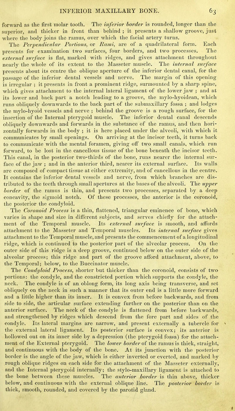 forward as the first molar tooth. The inferior border is rounded, longer than the superior, and thicker in front than behind ; it presents a shallow groove, just where the body joins the ramus, over which the facial artery turns. The Perpendicular Portions, or Rami, are of a quadrilateral form. Each presents for examination two surfaces, four borders, and two processes. The external surface is flat, marked with ridges, and gives attachment throughout nearly the whole of its extent to the Masseter muscle. The internal surface presents about its centre the oblique aperture of the inferior dental canal, for the passage of the inferior dental vessels and nerve. The margin of this opening is irregular ; it presents in front a prominent ridge, surmounted by a sharp spine, which gives attachment to the internal lateral ligament of the lower jaw ; and at its lower and back part a notch leading to a groove, the mylo-hyoidean, which runs obliquely downwards to the back part of the submaxillary fossa ; and lodges the mylo-hyoid vessels and nerve ; behind the groove is a rough surface, for the insertion of the Internal pterygoid muscle. The inferior dental canal descends obliquely downwards and forwards in the substance of the ramus, and then hori- zontally forwards in the body ; it is here placed under the alveoli, with which it communicates by small openings. On arriving at the incisor teeth, it turns back to communicate with the mental foramen, giving off two small canals, which run forward, to be lost in the cancellous tissue of the bone beneath the incisor teeth. This canal, in the posterior two-thirds of the bone, runs nearer the internal sur- face of the jaw ; and in the anterior third, nearer its external surface. Its walls are composed of compact tissue at either extremity, and of cancellous in the centre. It contains the inferior dental vessels and nerve, from which branches are dis- tributed to the teeth through small apertures at the bases of the alveoli. The upper border of the ramus is thin, and presents two processes, separated by a deep concavity, the sigmoid notch. Of these processes, the anterior is the coronoid, the posterior the condyloid. The Coronoid Process is a thin, flattened, triangular eminence of bone, which varies in shape and size in different sul>jects, and serves chiefly for the attach- ment of the Temporal muscle. Its external surface is smooth, and affords attachment to the Masseter and Temporal muscles. Its internal surface gives attachment to the Temporal muscle, and presents the commencement of a longitudinal ridge, which is continued to the posterior part of the alveolar process. On the outer side of this ridge is a deep groove, continued below on the outer side of the alveolar process; this ridge and part of the groove afford attachment, above, to the Temporal; below, to the Buccinator muscle. The Condyloid Process, shorter but thicker than the coronoid, consists of two portions: the condyle, and the constricted portion which supports the condyle, the neck. The condyle is of an oblong form, its long axis being transverse, and set obliquely on the neck in such a manner that its outer end is a little more forward and a little higher than its inner. It is convex from before backwards, and from side to side, the articular surface extending further on the posterior than on the anterior surface. The neck of the condyle is flattened from before backwards, and strengthened by ridges which descend from the fore part and sides of the condyle. Its lateral margins are narrow, and present externally a tubercle for > the external lateral ligament. Its posterior surface is convex; its anterior is hollowed out on its inner side by a depression (the pterygoid fossa) for the attach- ment of the External pterygoid. The loioer border of the ramus is thick, straight, and continuous with the body of the bone. At its junction with the jiosterior border is the angle of the jaw, which is either inverted or everted, and marked by rough oblique ridges on each side for the attachment of the Masseter externally, and the Internal pterygoid internally; the stylo-maxillary ligament is attached to the bone between these muscles. The anterior border is thin above, thicker below, and continuous with the external oblique line. The posterior border is thick, smooth, rounded, and covered by the parotid gland.
