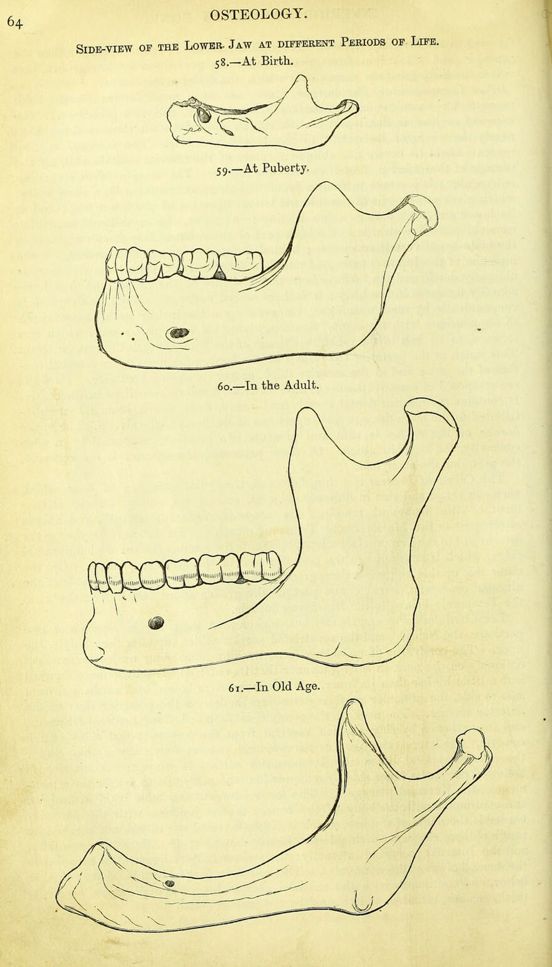 Side-view of the Lower- Jaw at different Periods of Life. 58.—At Birth. 59.—At Puberty,