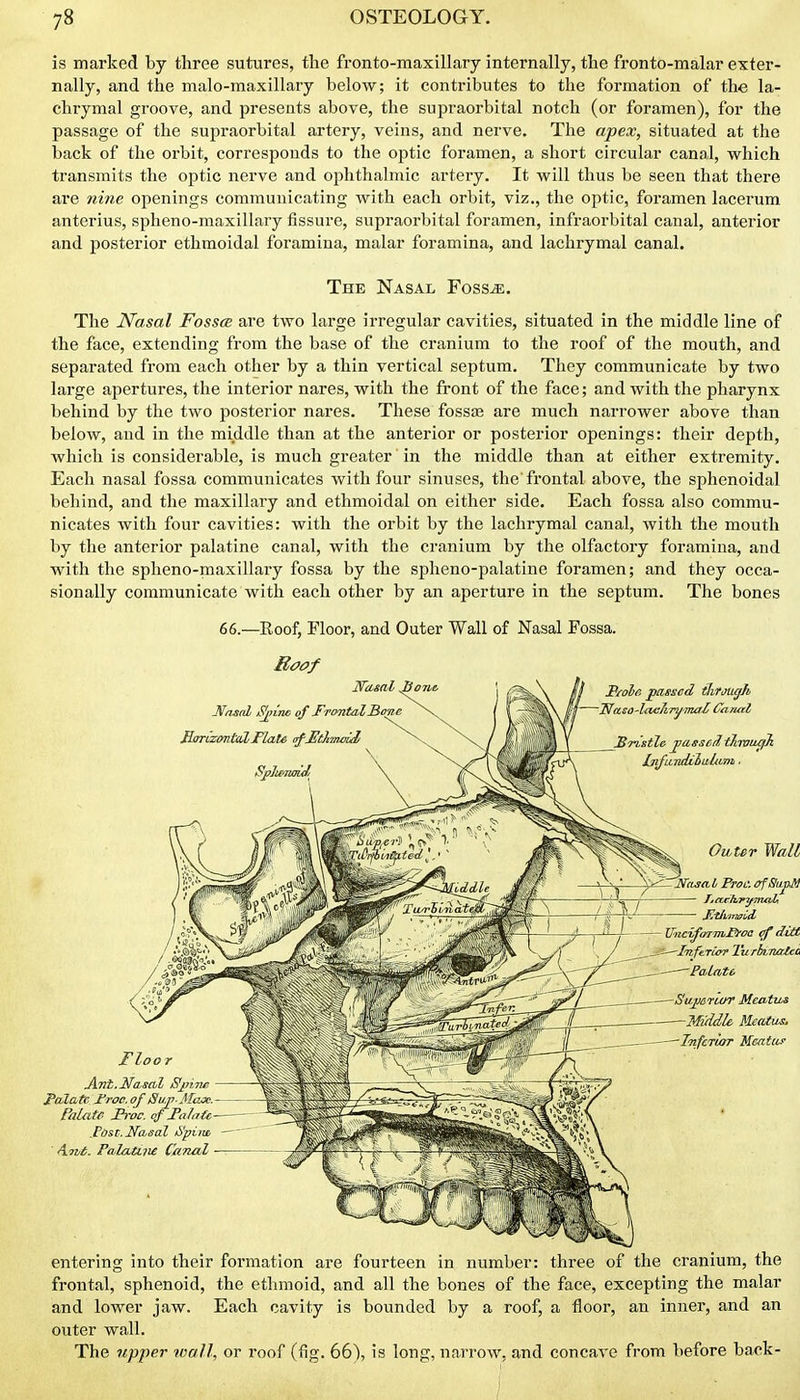 is marked by three sutures, the fronto-raaxillary internally, the fronto-malar exter- nally, and the malo-maxillary below; it contributes to the formation of the la- chrymal groove, and presents above, the supraorbital notch (or foramen), for the passage of the supraorbital artery, veins, and nerve. The apex, situated at the back of the orbit, corresponds to the optic foramen, a short circular canal, which transmits the optic nerve and ophthalmic artery. It will thus be seen that there are nine openings communicating with each orbit, viz., the optic, foramen lacerum anterius, spheno-maxillary fissure, supraorbital foramen, infraorbital canal, anterior and posterior ethmoidal foramina, malar foramina, and lachrymal canal. The Nasal Foss-a;. The Nasal Fosscb are two large irregular cavities, situated in the middle line of the face, extending from the base of the cranium to the roof of the mouth, and separated from each other by a thin vertical septum. They communicate by two large apertures, the interior nares, with the front of the face; and with the pharynx behind by the two posterior nares. These fossiB are much narrower above than below, and in the middle than at the anterior or posterior openings: their depth, which is considerable, is much greater in the middle than at either extremity. Each nasal fossa communicates with four sinuses, the frontal above, the sphenoidal behind, and the maxillary and ethmoidal on either side. Each fossa also commu- nicates with four cavities: with the orbit by the lachrymal canal, with the mouth by the anterior palatine canal, with the cranium by the olfactory foramina, and with the spheno-maxillary fossa by the spheno-palatine foramen; and they occa- sionally communicate with each other by an aperture in the septum. The bones 66.—Eoof, Floor, and Outer Wall of Nasal Fossa. Baof Nasal 3one, Wasnl ^ine> of Frontal Bone Bm-LzontalFlaU afHthmoii P/ole passed ihTough T^asO'lacJirymaZ Camel SristZe ■passedtJiwu^Ji ijifuTidiluiIuni. Owter Wall ''Nasa I Froc. ofSajxM FtlllTToCtL XftzcifajmBroa of ditt Inferior Turbirwica Palate- Sujierwi' Meatus Middle Meatus. Inferior Mcatii.' Floo Jint. Nasal Sjjitw FcClatc Froc, of /SuJ^■^^ax. Palate Froc. of FalaU Fosc. Nasal k'pivs, Ant. Palatine Canal entering into their formation are fourteen in number: three of the cranium, the frontal, sphenoid, the ethmoid, and all the bones of the face, excepting the malar and lower jaw. Each cavity is bounded by a roof, a floor, an inner, and an outer wall. The upper tvall, or roof (fig. 66), is long, narrow, and concave from before back- I