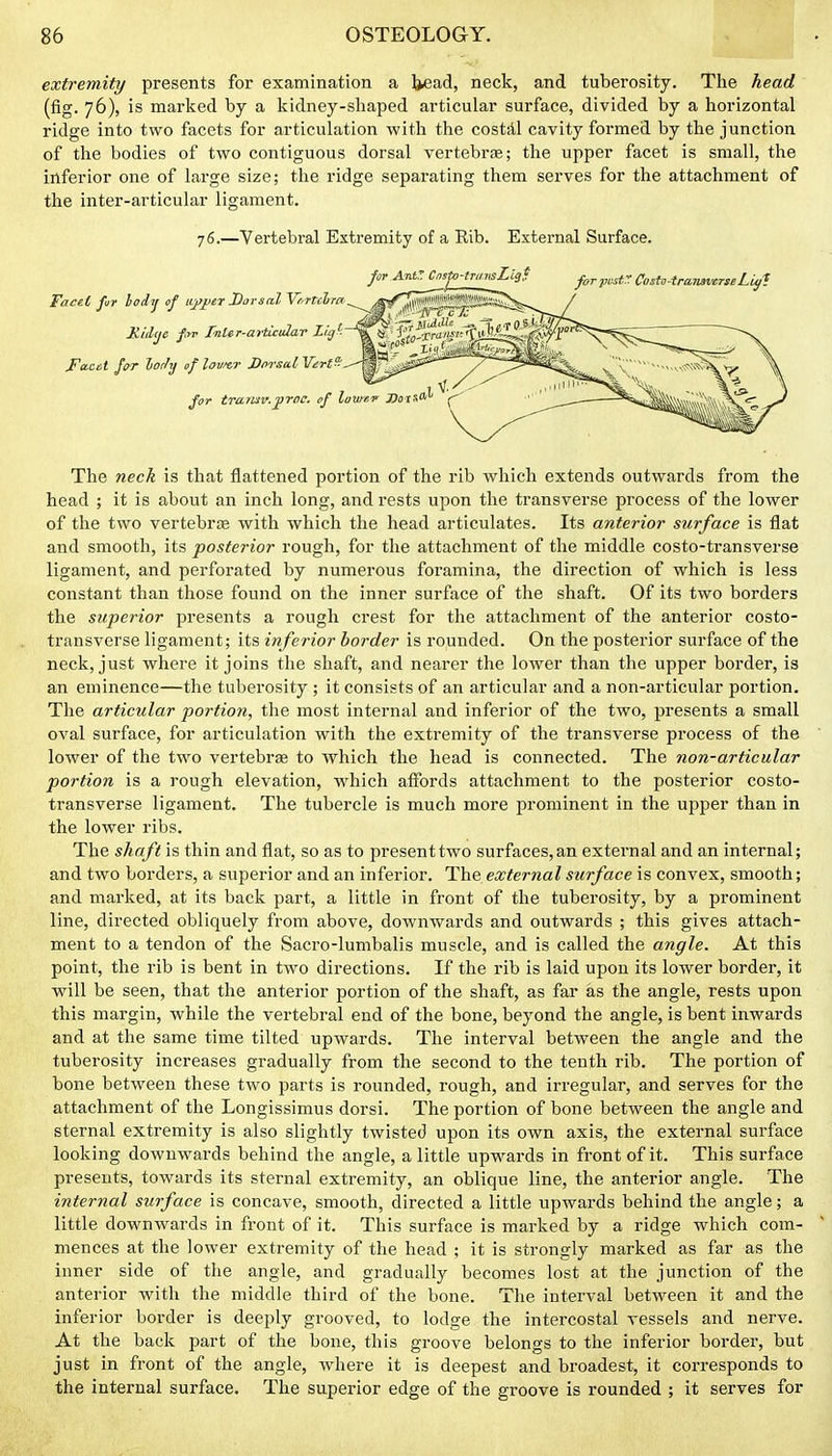 extremity presents for examination a ]*ead, neck, and tuberosity. The head (fig. 76), is marked by a kidney-shaped articular surface, divided by a horizontal ridge into two facets for articulation with the costiil cavity formed by the junction of the bodies of two contiguous dorsal vertebrse; the upper facet is small, the inferior one of large size; the ridge separating them serves for the attachment of the inter-articular ligament. 76.—Vertebral Extremity of a Rib. External Surface. fcrr Ant: Cnspj-lTunsLigS j,„,,i.r Costo-iranaverseLi, Facet fur hoitj of tijfjjer Dorsal Vr.rtclirn RiAijc /'!■ Inler-articular Lig^- Fa.ce.t for liody of lovfvr Dorsal Verts'. for tramv.proe. if I, The neck is that flattened portion of the rib which extends outwards from the head ; it is about an inch long, and rests upon the transverse process of the lower of the two vertebrae with which the head articulates. Its anterior surface is flat and smooth, its posterior rough, for the attachment of the middle costo-transverse ligament, and perforated by numerous foramina, the direction of which is less constant than those found on the inner surface of the shaft. Of its two borders the superior presents a rough crest for the attachment of the anterior costo- transverse ligament; its inferior border is rounded. On the posterior surface of the neck, just where it joins the shaft, and nearer the lower than the upper border, is an eminence—the tuberosity ; it consists of an articular and a non-articular portion. The articular portion, the most internal and inferior of the two, presents a small oval surface, for articulation with the extremity of the transverse process of the lower of the two vertebrae to which the head is connected. The non-articular portion is a rough elevation, which affords attachment to the posterior costo- transverse ligament. The tubercle is much more prominent in the upper than in the lower ribs. The shaft is thin and flat, so as to present two surfaces,an external and an internal; and two borders, a superior and an inferior. The external surface is convex, smooth; and marked, at its back part, a little in front of the tuberosity, by a prominent line, directed obliquely from above, downwards and outwards ; this gives attach- ment to a tendon of the Sacro-lumbalis muscle, and is called the angle. At this point, the rib is bent in two directions. If the rib is laid upon its lower border, it will be seen, that the anterior portion of the shaft, as far as the angle, rests upon this margin, while the vertebral end of the bone, beyond the angle, is bent inwards and at the same time tilted upwards. The interval between the angle and the tuberosity increases gradually from the second to the tenth rib. The portion of bone between these two parts is rounded, rough, and irregular, and serves for the attachment of the Longissimus dorsi. The portion of bone between the angle and sternal extremity is also slightly twisted upon its own axis, the external surface looking downwards behind the angle, a little upwards in front of it. This surface presents, towards its sternal extremity, an oblique line, the anterior angle. The internal surface is concave, smooth, directed a little upwards behind the angle; a little downwards in front of it. This surface is marked by a ridge which com- mences at the lower extremity of the head ; it is strongly marked as far as the inner side of the angle, and gradually becomes lost at the junction of the anterior with the middle third of the bone. The interval between it and the inferior border is deeply grooved, to lodge the intercostal vessels and nerve. At the back part of the bone, this groove belongs to the inferior border, but just in front of the angle, where it is deepest and broadest, it corresponds to the internal surface. The superior edge of the groove is rounded ; it serves for