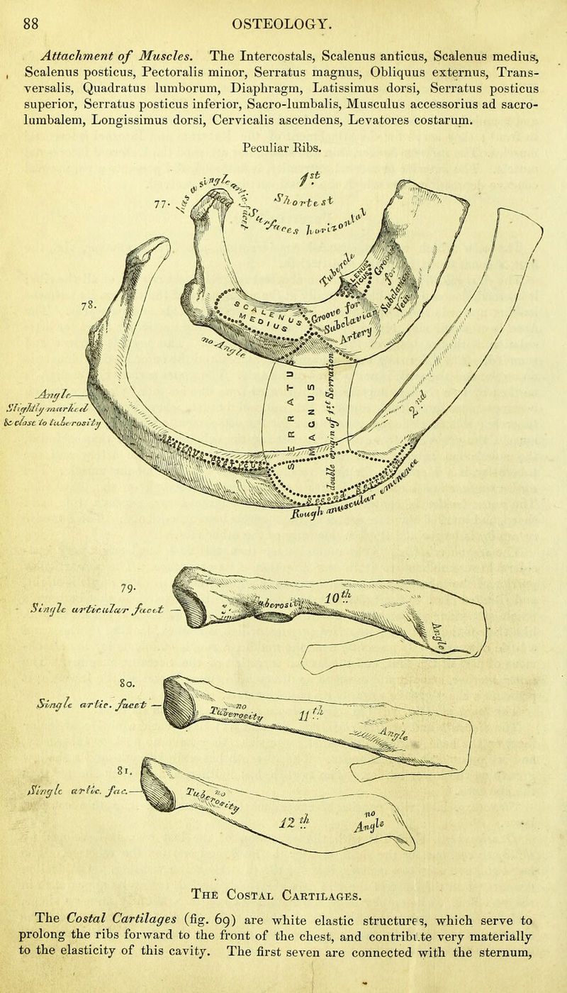 Attachment of Muscles. The Intercostals, Scalenus anticus, Scalenus medius. Scalenus posticus, Pectoralis minor, Serratus magnus, Obliquus externus, Trans- versalis, Quadratus lumborum, Diaphragm, Latissimus dorsi, Serratus posticus superior, Serratus posticus inferior, Sacro-lumbalis, Musculus accessorius ad saci'O- lumbalem, Longissimus dorsi, Cervicalis ascendens, Levatores costarum. Peculiar Eibs. The Costal Cartilages. The Costal Cartilages (fig. 69) are white elastic structures, which serve to prolong the ribs forward to the front of the chest, and contribute very materially to the elasticity of this cavity. The first seven are connected with the sternum,