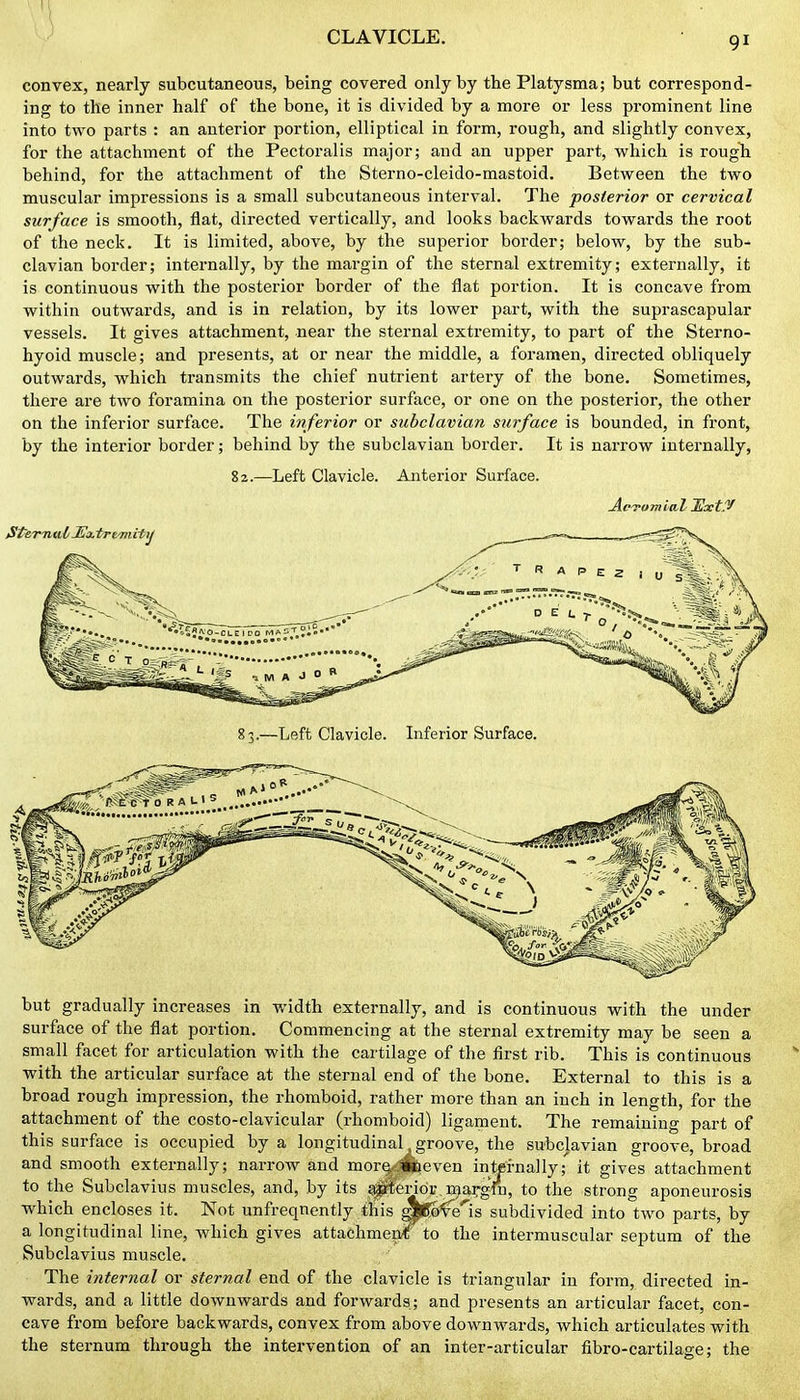 CLAVICLE. convex, nearly subcutaneous, being covered only by the Platysma; but correspond- ing to the inner half of the bone, it is divided by a more or less prominent line into two parts : an anterior portion, elliptical in form, rough, and slightly convex, for the attachment of the Pectoralis major; and an upper part, which is rougli behind, for the attachment of the Sterno-cleido-mastoid. Between the two muscular impressions is a small subcutaneous interval. The posterior or cervical surface is smooth, flat, directed vertically, and looks backwards towards the root of the neck. It is limited, above, by the superior border; below, by the sub- clavian border; internally, by the mai-gin of the sternal extremity; externally, it is continuous with the posterior border of the flat portion. It is concave from within outwards, and is in relation, by its lower part, with the suprascapular vessels. It gives attachment, near the sternal extremity, to part of the Sterno- hyoid muscle; and presents, at or near the middle, a foramen, directed obliquely outwards, which transmits the chief nutrient artery of the bone. Sometimes, there are two foramina on the posterior surface, or one on the posterior, the other on the inferior surface. The inferior or subclavian surface is bounded, in front, by the interior border; behind by the subclavian border. It is narrow internally, 82.—Left Clavicle. Anterior Surface. 83.—Left Clavicle. Liferior Surface. but gradually increases in width externally, and is continuous with the under surface of the flat portion. Commencing at the sternal extremity may be seen a small facet for articulation with the cartilage of the first rib. This is continuous with the articular surface at the sternal end of the bone. External to this is a broad rough impression, the rhomboid, rather more than an inch in length, for the attachment of the costo-clavicular (rhomboid) ligament. The remaining part of this surface is occupied by a longitudinal groove, the subclavian groove, broad and smooth externally; narrow and mor^^jpfceven internally;' it gives attachment to the Subclavius muscles, and, by its ^endr, nja^gfu, to the strong aponeurosis which encloses it. Not unfreqnently tiiis Al[o^e'is subdivided into two parts, by a longitudinal line, which gives attachment to the intermuscular septum of the Subclavius muscle. The internal or sternal end of the clavicle is triangular in form, directed in- wards, and a little downwards and forwards; and presents an articular facet, con- cave from before backwards, convex from above downwards, which articulates with the sternum through the intervention of an inter-articular fibro-cartilage; the