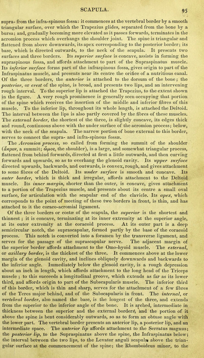 supra- from the infra-spinous fossa: it commences at the vertebral border by a smooth triangular surface, over which the Trapezius glides, separated from the bone by a bursa; and, gradually becoming more elevated as it passes forwards, terminates in the acromion process which overhangs the shoulder joint. The spinels triangular and flattened from above downwards, its apex corresponding to the posterior border; its base, which is directed outwards, to the neck of the scapula. It presents two surfaces and three borders. Its superior surface is concave, assists in forming the supraspinous fossa, and affords attachment to part of the Supraspinatus muscle. Its inferior surface forms part of the infraspinous fossa, gives origin to part of the Infraspinatus muscle, and presents near its centre the orifice of a nutritious canal. Of the thi'ee borders, the anterior is attached to the dorsum of the bone; the posterior, or crest of the spine, is broad, and presents two lips, and an intervening rough interval. To the sujierior lip is attached the Trapezius, to the extent shown in the figure. A very rough prominence is generally seen occupying that portion of the spine which receives the insertion of the middle and inferior fibres of this muscle. To the inferior lip, throughout its whole length, is attached the Deltoid. The interval between the lips is also partly covered by the fibres of these muscles. The external border, the shortest of the three, is slightly concave, its edges thick and round, continuous above with the under surface of the acromion f»rocess; below, with the neck of the scapula. The narrow portion of bone external to this border, serves to connect the supra- and infra-spinous fossas. The Acromion process, so called from forming the summit of the shoulder (aKpov, a summit; wfic?, the shoulder), is a large, and somewhat triangular process, flattened from behind forwards, directed at first a little outwards, and then curving forwards and upwards, so as to overhang the glenoid cavity. Its upper surface directed upwards, backwards, and outwards, is convex, rough, and gives attachment to some fibres of the Deltoid. Its under surface is smooth and concave. Its outer border, which is thick and irregular, affords attachment to the Deltoid muscle. Its inner margin, shorter than the outer, is concave, gives attachment to a portion of the Trapezius muscle, and presents about its centre a small oval surface, for articulation with the scapular end of the clavicle. Its apex, which corresponds to the point of meeting of these two borders in front, is thin, and has attached to it the coraco-acromial ligament. Of the three borders or costae of the scapula, the superior is the shortest and thinnest ; it is concave, terminating at its inner extremity at the superior angle, at its outer extremity at the coracoid process. At its outer part is a deep semicircular notch, the suprascapular, formed partly by the base of the coracoid process. This notch is converted into a foramen by the tiansverse ligament, and serves for the passage of the suprascapular nerve. The adjacent margin of the superior border affords attachment to the Omo-hyoid muscle. The external, or axillary border, is the thickest of the three. It commences above at the lower margin of the glenoid cavity, and inclines obliquely downwards and backwards to the inferior angle. Immediately below the glenoid cavity, is a rough depression about an inch in length, which affords attachment to the long head of the Triceps muscle ; to this succeeds a longitudinal groove, which extends as far as its lower third, and affords origin to part of the Subscapularis muscle. The inferior third of this border, which is thin and sharp, serves for the attachment of a few fibres of the Teres major behind, and of the Subscapularis in front. The internal, or vertebral border, also named the base, is the longest of the three, and extends from the superior to the inferior angle of the bone. It is arched, intermediate in thickness between the superior and the external border^^ and the portion of it above the spine is bent considerably outwards, so as to form an obtuse angle with the lower part. The vertebral border presents an anterior lip, a posterior lip, and an intermediate space. The anterior lip affords attachment to the Serratus magnus; the posterior lip, to the Supraspinatus above the spine, the Infraspinatus below; the interval between the two lips, to the Levator anguli scapula* above the trian- gular surface at the commencement of the spine; the Rhomboideus minor, to the