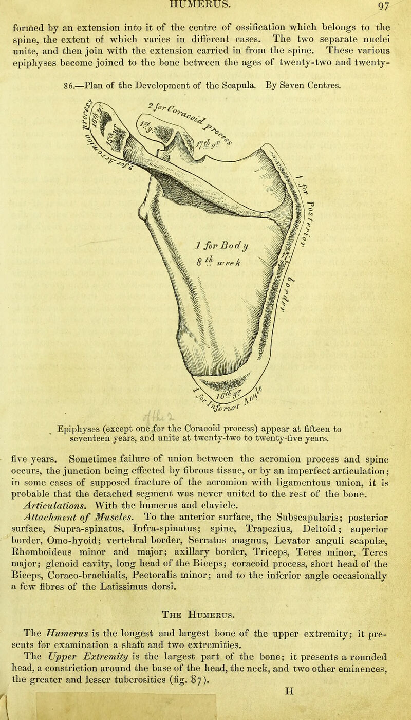 formed by an extension into it of the centre of ossification which belongs to the spine, the extent of which varies in different cases. The two separate nuclei unite, and tlien join with the extension carried in from the spine. These various epiphyses become joined to the bone between the ages of twenty-two and twenty- 86.—Plan of the Development of the Scapula. By Seven Centres. Epiphyses (except one ,for the Coracoid process) appear at fifteen to seventeen years, and unite at twenty-two to twenty-five years. five years. Sometimes failure of union between the acromion process and spine occurs, the junction being effected by fibrous tissue, or by an imperfect articulation; in some cases of supposed fracture of the acromion with ligamentous union, it is probable that the detached segment was never united to the rest of the bone. Articulations. With the humerus and clavicle. Attachment of Muscles. To the anterior surface, the Subscapularis; posterior surface, Supra-spinatus, Infra-spinatus; spine, Trapezius, Deltoid; superior border, Orao-hyoid; vertebral border, Serratus magnus, Levator anguli scapula, Rhomboideus minor and major; axillary border, Triceps, Teres minor. Teres major; glenoid cavity, long head of the Biceps; coracoid process, short head of the Biceps, Coraco-brachialis, Pectoralis minor; and to the inferior angle occasionally a few fibres of the Latissimus dorsi. The Humerus. The Humerus is the longest and largest bone of the upper extremity; it pre- sents for examination a shaft and two extremities. The Upper Extremity is the largest part of the bone; it presents a rounded head, a constriction around the base of the head, the neck, and two other eminences, the greater and lesser tuberosities (fig. 87). H