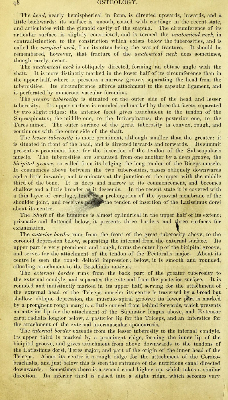 The head, nearly hemispherical in form, is directed upwards, inwards, and a little backwards; its surface is smooth, coated with cai'tilage in the recent state, and articulates with the glenoid cavity of the scapula. The circumference of its articular surface is slightly constricted, and is termed the anatomical neck, in contradistinction to the constriction which exists below the tuberosities, and is called the surgical neck, from its often being the seat of fracture. It should be remembered, however, that fracture of the anatomical neck does sometimes, though rarely, occur. The anatomical neck is obliquely directed, forming an obtuse angle with the shaft. It is more distinctly marked in the lower half of its circumference than in the upper half, where it presents a narrow groove, separating the head from the tuberosities. Its circumference affords attachment to the capsular ligament, and is perforated by numerous vascular foramina. The greater tuberosity is situated on the outer side of the head and lesser tuberosity. Its upjier surface is rounded and marked by three flat facets, separated by two slight ridges: the anterior facet gives attachment to the tendon of the Supraspinatus; the middle one, to the Infraspinatus; the posterior one, to the Teres minor. Tlie outer surface of the gi'eat tuberosity is convex, rough, and continuous with the outer side of the shaft. The lesser tuberosity is more prominent, although smaller than the greater: it is situated in front of the head, and is directed inwards and forwards. Its summit presents a prominent facet for the insertion of the tendon of the Subscapularis muscle. The tuberosities are separated from one another by a deep groove, the bicipital groove, so called from its lodging the long tendon of the Biceps muscle. It commences above between the two tuberosities, passes obliquely downwards and a little inwards, and terminates at the junction of the upper with the middle third of the bone. It is deep and narrow at its commencement, and becomes shallow and a little broader aait descends. In the recent state it is covered with a thin layer of cartilage, line'^^^^ prolongation of the synovial membrane of the shoulder joint, and receives jsimBP^he tendon of insertion of the Latissimus dorsi about its centre. .^-^jflw^^ The Skaft of the humerus is almost cylindrical in the upper half of its extent; prismatic and flattened below, it presents three borders and three surfaces for examination. 1 The anterior border runs from the front of the great tuberosity above, to the coronoid depression below, separating the intei-nal from the external surface. Its upper part is very prominent and rough, forms the outer lip of the bicipital groove, and serves for the attachment of the tendon of the Pectoralis major. About its centre is seen the rough deltoid impression; below, it is smooth and rounded, affording attachment to the Brachialis auticus. The external border runs from the back part of the greater tuberosity to the external condyle, and separates the external from the posterior surface. It is rounded and indistinctly marked in its upper half, serving for the attachment of the external head of the Triceps muscle; its centre is traversed by a broad but shallow oblique depression, the musculo-spiral groove; its lower plrt is marked by a pron^nent rough margin, a little curved from behind foi'wards, which presents an anterior lip for the attachment of the Supinator longus above, and Extensor carpi radialis longior below, a posterior lip for the Triceps, and an interstice for the attachment of the external intermuscular aponeurosis. The internal border extends from the lesser tuberosity to the internal condyle. Its upper third is marked by a prominent ridge, forming the inner lip of the bicipital groove, and gives attachment fi'om above downwards to the tendons of the Latissimus dorsi, Teres major, and part of the origin of the inner head of the Triceps. About its centre is a rough ridge for the attachment of the Coraco- brachialis, and just below this is seen the entrance of the nutritious canal directed downwards. Sometimes there is a second canal higher up, which takes a similar direction. Its inferior third is raised into a slight ridge, which becomes very