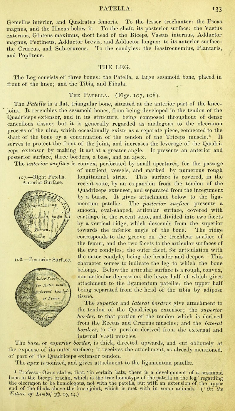 Gemellus inferior, and Quadratus femoris. To the lesser trochanter: the Psoas magnus, and the Iliaeus below it. To the shaft, its posterior surface: the Vastus externus, Gluteus maximus, short head of the Biceps, Vastus internus, Adductor magnus, Pectineus, Adductor brevis, and Adductor longus; to its anterior surface: the Crureus, and Sub-crureus. To the condyles: the Gastrocnemius, Plantaris, and Popliteus. THE LEG. The Leg consists of three bones: the Patella, a large sesamoid bone, placed iu front of the knee; and the Tibia, and Fibula. ^ The Patella. (Figs. 107, 108). ' The Patella is a flat, triangular bone, situated at the anterior part of the knee- joint. It resembles the sesamoid bones, from being developed in the tendon of the Quadriceps extensor, and in its structure, being composed throughout of dense cancellous tissue; but it is generally regarded as analogous to the olecranon process of the ulna, which occasionally exists as a separate piece, connected to the shaft of the bone by a continuation of the tendon of the Triceps muscle.* It serves to protect the front of the joint, and increases the leverage of the Quadri- ceps extensor by making it act at a greater angle. It presents an anterior and posterior surface, three borders, a base, and an apex. The anterior surface is convex, perforated by small apertures, for the passage of nutrient vessels, and marked by numerous rough longitudinal strias. This surface is covered, in the recent state, by an expansion from the tendon of the Quadriceps extensor, and separated from the integument by a bursa. It gives attachment below to the liga- mentum patellar. The posterior surface presents a smooth, oval-shaped, articular surface, covered with, cartilage in the recent state, and divided into two facets by a vertical ridge, which descends from the superior towards the inferior angle of the bone. The ridge corresponds to the groove on the trochlear surface of the femur, and the two facets to the articular surfaces of the two condyles; the outer facet, for articulation with the outer condyle, being the broader and deeper. This character serves to indicate the leg to which the bone belongs. Below the articular surface is a rough, convex, uou-articular depression, the lower half of which gives attachment to the liganientum patellas; the upper half being separated from the head of the tibia by adipose tissue. The superior and lateral borders give attachment to the tendon of the Quadriceps extensor; the superior border, to that portion of the tendon which is derived from the Rectus and Crureus muscles; and the lateral borders, to the portion derived from the external and internal Vasti muscles. The base, or superior border, is thick, directed upwards, and cut obliquely at the expense of its outer surface; it receives the attachment, as already mentioned, of part of the Quadriceps extensor tendon. The apex is pointed, and gives attachment to the ligamentum patelte. * Professor Owen states, that, 'in certain bats, there is a development of a sesamoid bone in the biceps brachii, which is the true homotype of the patella in the leg,' regarding the olecranon to be homologous, not with the patella, but with an extension of the upper end of the fibula above the knee-joint, which is met with in some animals. (' On the Nature of Limbs,' pp. 19, 24..) 107.—Right Patella. Anterior Surface. 108.—Posterior Surface.