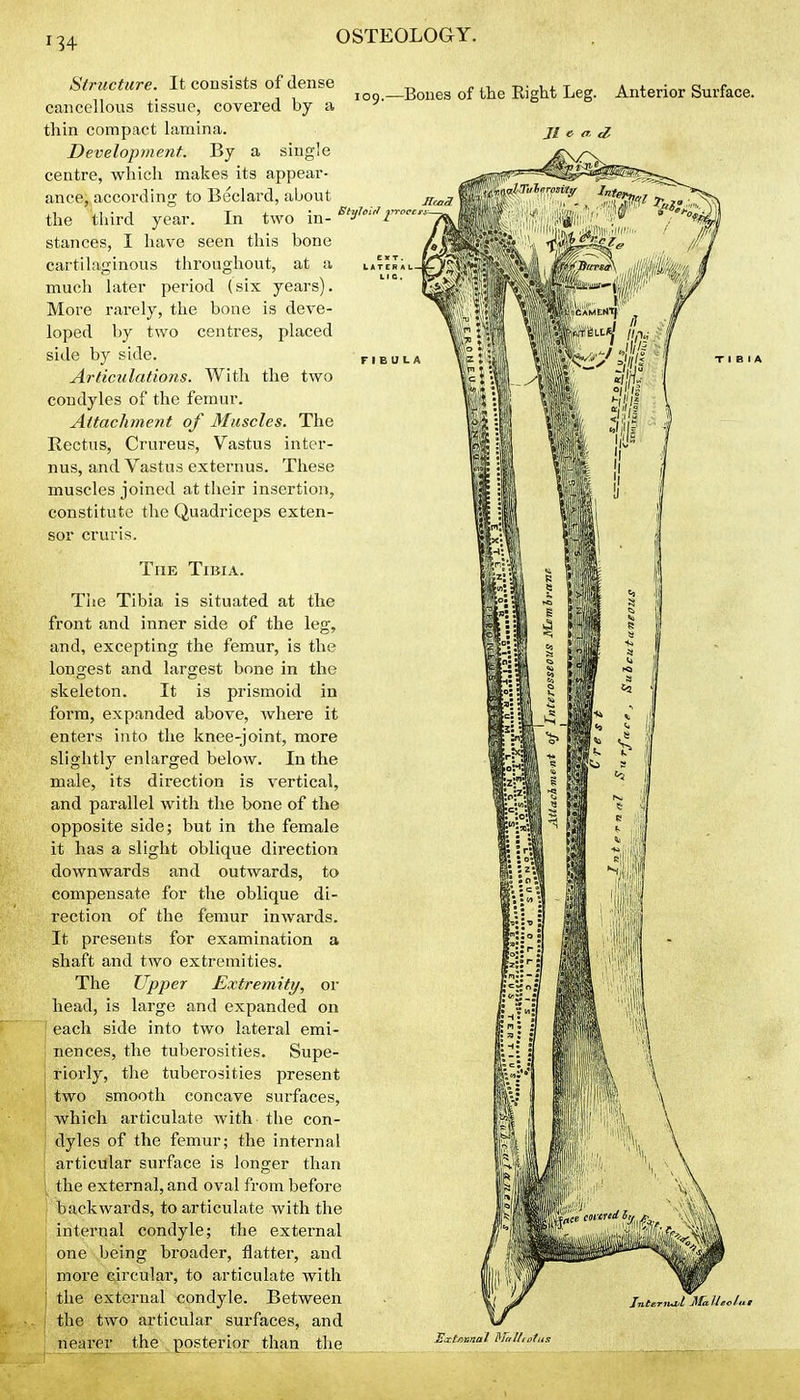 Structure. It consists of dense cancellous tissue, covered by a thin compact lamina. Development. By a single centre, which makes its appeai-- ance, according to Beclard, about the third year. In two in--^'^'-^i'- stances, I have seen this bone cartilaginous throughout, at a much later period (six years). More rarely, the bone is deve- loped by two centres, placed side by side. Articulations. With the two condyles of the femur. Attachment of Muscles. The Rectus, Crureus, Vastus inter- nus, and Vastus externus. These muscles joined at their insertion, constitute the Quadriceps exten- sor cruris. The Tibia is situated at the front and inner side of the leg, and, excepting the femur, is the longest and largest bone in the skeleton. It is prismoid in form, expanded above, where it enters into the knee-joint, more slightly enlarged below. In the male, its direction is vertical, and parallel with the bone of the opposite side; but in the female it has a slight oblique direction downwards and outwards, to compensate for the oblique di- rection of the femur inwards. It presents for examination a shaft and two extremities. The Upper Extremity, or head, is large and expanded on each side into two lateral emi- nences, the tuberosities. Supe- j riorly, the tuberosities present : two smooth concave surfaces, which articulate with the con- dyles of the femur; the internal { articular surface is longer than \ the external, and oval from before ( backwards, to articulate with the internal condyle; the external one being broader, flatter, and more circular, to articulate with j the external condyle. Between the two articular surfaces, and nearer the posterior than the 109.—Bones of the Right Leg. Jl e <T, <Z