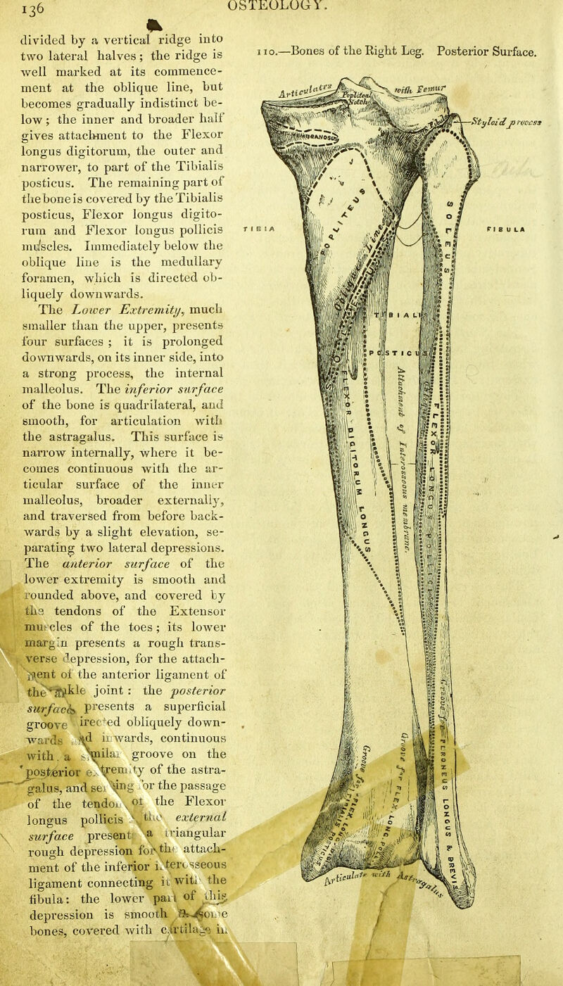 divided by a vertical ridge into two lateral halves ; the ridge is well marked at its commence- ment at the oblique line, but becomes gradually indistinct be- low ; the inner and broader half gives attachment to the Flexor longus digitorum, the outer and narrower, to part of the Tibialis posticus. The remaining part of the bone is covered by the Tibialis posticus, Flexor longus digito- rum and Flexor longus pollicis miifscles. Immediately below the oblique line is the medullary foramen, which is directed ob- liquely downwards. The Lower Extremity, much smaller than the upper, jwesents four surfaces ; it is prolonged downwards, on its inner side, into a strong process, the internal malleolus. The inferior surface of the bone is quadrilateral, and smooth, for articulation with the astragalus. Tliis surface is narrow internally, where it be- malleolus, broader externally, and traversed from before back- wards by a slight elevation, se- parating two lateral depressions. The anterior surface of the lower extremity is smooth and rounded above, and covered by the tendons of the Extensor mu^ cles of the toes ; its lower margin presents a rough trans- verse depression, for the attacli- iiient of the anterior ligament of the*iCjtle joint : the posterior surfack^ pi'esents a superficial groove irec+ed obliquely down- wards ^ ii wards, continuous with, a vVila- groove on the 'posterior e^tfenl,ty of the astra- ' galus, and sei ^ng or the passage of the tendoi. the Flexor longus pollicis ^,^ti>t> external \ surface present' triangular rough depression fot^thf attach- ment of the inferior interosseous ligament connecting itwiti the fibula: the lower par\ of vhj^, depression is smooth ,'8.^oi.'e bones, covered with c/rtila^« ii.