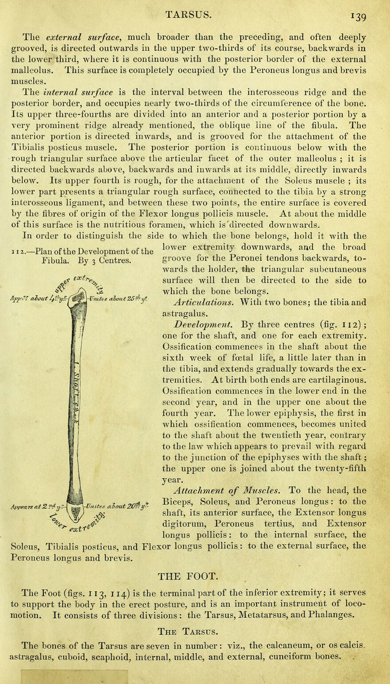 112.—Plan of the Development of the Fibula. By 3 Centres. The external surface, much broader than the preceding, and often deeply grooved, is directed outwards in the upper two-thirds of its course, backwards in the lower third, where it is continuous with the posterior border of the external malleolus. This surface is completely occupied by the Peroneus longus and brevis muscles. The internal surface is the interval between the interosseous ridge and the posterior border, and occupies nearly two-thirds of the circumference of the bone. Its ujiper three-fourths are divided into an anterior and a posterior portion by a very prominent ridge already mentioned, the oblique line of the fibula. The anterior portion is directed inwards, and is grooved for the attacliment of the Tibialis posticus muscle. The posterior portion is continuous below with the rough triangular surface above the articular facet of the outer malleolus ; it is directed backwards above, backwards and inwards at its middle, directly inwards below. Its upper fourth is rough, for the attachment of the Soleus muscle ; its lower part presents a triangular rough surface, connected to the tibia by a strong interosseous ligament, and between these two points, the entire surface is covered by the fibres of origin of the Flexor longus pollicis muscle. At about the middle of this surface is the nutritious foramen, which is directed downwards. In order to distinguish the side to which the bone belongs, hold it with the lower extremity downwards, and the broad groove for the Peronei tendons backwards, to- wards the holder, the triangular subcutaneous surface will then be directed to the side to which the bone belongs. Articulations. Witli two bones; the tibia and astragalus. Development. By three centres (fig. 112); one for the shaft, and one for each extremity. Ossification commences in the shaft about the sixth week of foetal life, a little later than in the tibia, and extends gradually towards the ex- tremities. At birth both ends are cartilaginous. Ossification commences in the lower end in the second year, and in the upper one about the fourth year. The lower epiphysis, the first in which ossification commences, becomes united to the shaft about the twentieth year, contrary to the law which appears to prevail with regard to the junction of the epiphyses with the shaft; the upper one is joined about the twenty-fifth year. Attachment of Muscles. To the head, the Biceps, Soleus, and Peroneus longus: to the shaft, its anterior surface, the Extensor longus digitorum, Peroneus tertius, and Extensor longus pollicis: to the internal surface, the Soleus, Tibialis posticus, and Flexor longus pollicis: to the external surface, the Peroneus longus and brevis. x/~ aboutIfl'.'y—f Wnite., aloat y''- THE FOOT. The Foot (figs. 113, 114) is the terminal part of the inferior extremity; it serves to support the body in the erect posture, and is an important instrument of loco- motion. It consists of three divisions: the Tarsus, Metatarsus, and Phalanges. The Tarsus. The bones of the Tarsus are seven in number: viz., the calcaneum, or os calcis. astragalus, cuboid, scaphoid, internal, middle, and external, cuneiform bones.