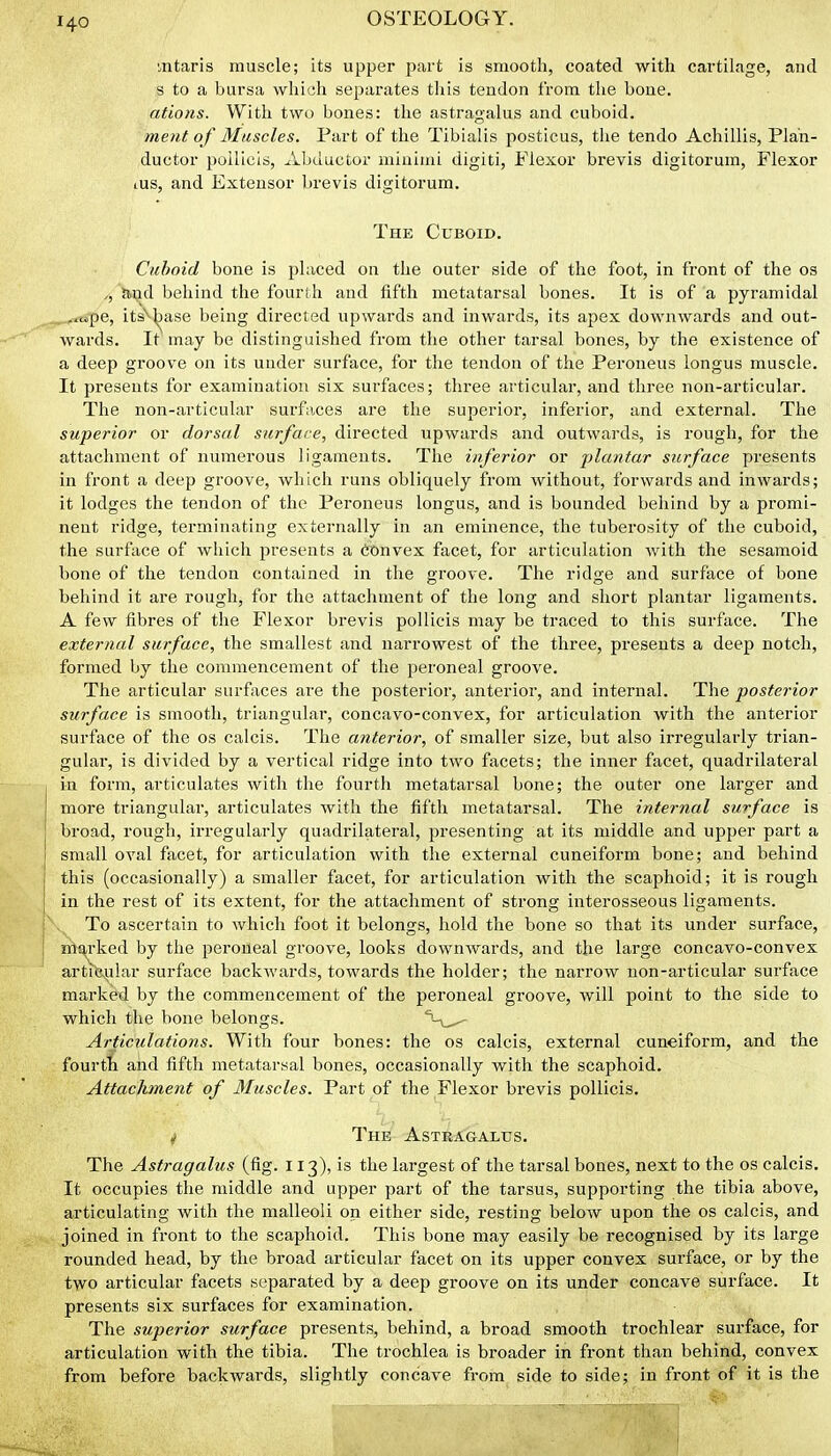 140 mtaris muscle; its upper part is smooth, coated with cartilage, and s to a bursa which separates this tendon from the bone. ations. With two bones: the astragalus and cuboid. me?it of Muscles. Part of the Tibialis posticus, the tendo Achillis, Pla'n- ductor poUicis, Abductor minimi digiti, Flexor brevis digitorura, Flexor tus, and Extensor brevis digitorum. The Cuboid. Cuboid bone is placed on the outer side of the foot, in front of the os and behind the fourth and fifth metatarsal bones. It is of a pyramidal . ,.«pe, its'^^ase being directed upwards and inwards, its apex downwards and out- wards. It may be distinguished from the other tarsal bones, by the existence of a deep groove on its under surface, for the tendon of the Peroneus longus muscle. It presents for examination six surfaces; three articular, and three non-articular. The non-articular surfaces are the superior, inferior, and external. The superior or dorsal surface, directed upwards and outwai'ds, is rough, for the attachment of numerous ligaments. The inferior or plantar surface presents in front a deep groove, which runs obliquely from without, forwards and inwards; it lodges the tendon of the Peroneus longus, and is bounded behind by a promi- nent ridge, terminating externally in an eminence, the tuberosity of the cuboid, the surface of which presents a Convex facet, for articulation with the sesamoid bone of the tendon contained in the groove. The ridge and surface of bone behind it are rough, for the attachment of the long and short plantar ligaments. A few fibres of the Flexor brevis poUicis may be traced to this surface. The external surface, the smallest and narrowest of the three, presents a deep notch, formed by the commencement of the peroneal groove. The articular surfixces are the posterior, anterior, and internal. The posterior surface is smooth, triangular, concavo-convex, for articulation with the anterior surface of the os calcis. The anterior, of smaller size, but also irregularly trian- gular, is divided by a vertical ridge into two facets; the inner facet, quadrilateral in form, articulates with the fourth metatarsal bone; the outer one larger and more triangular, articulates with the fifth metatarsal. The internal surface is broad, rough, irregularly quadrilateral, presenting at its middle and upper part a small oval facet, for articulation with the external cuneiform bone; and behind this (occasionally) a smaller facet, for articulation with the scaphoid; it is rough in the rest of its extent, for the attachment of strong interosseous ligaments. , To ascertain to which foot it belongs, hold the bone so that its under surface, niqj-ked by the peroneal groove, looks downwards, and the large concavo-convex articular surface back^vards, towards the holder; the narrow non-articular surface marked by the commencement of the peroneal groove, will point to the side to which the bone belongs. '^~\^' Articulations. With four bones: the os calcis, external cuneiform, and the fourth and fifth metatarsal bones, occasionally with the scaphoid. Attachment of Muscles. Part of the Flexor brevis pollicis. ^ The Astragalus. The Astragalus (fig. 113), is the largest of the tarsal bones, next to the os calcis. It occupies the middle and upper part of the tarsus, supporting the tibia above, articulating with the malleoli on either side, resting below upon the os calcis, and joined in front to the scaphoid. This bone may easily be recognised by its large rounded head, by the broad articular facet on its upper convex surface, or by the two articular facets separated by a deep groove on its under concave surface. It presents six surfaces for examination. The superior surface presents, behind, a broad smooth trochlear surface, for articulation with the tibia. The trochlea is broader in front than behind, convex from befoi'e backwards, slightly concave from side to side; in front of it is the