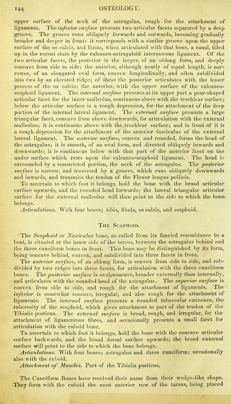 upper surface of the neck of the astragalus, rough for the attachment of ligaments. The inferior surface presents two articular facets separated by a deep groove. The groove runs obliquely forwards and outwards, becoming gradually broader and deeper in front: it corresponds witli a similar groove upon the upper surface of the os calcis, and forms, when articuhxted with that bone, a canal, filled up in the recent state by the calcaueo-astj-agaloid interosseous ligament. Of the two articular facets, the posterior is the larger, of an oblong form, and deeply concave from side to side; the anterior, although neai'ly of equal length, is nar- rower, of an elongated oval form, convex longitudinally, and often subdivided into two by an elevated ridge; of these the posterior articulates with the lesser process of the os calcis; the anterior, with the upper surface of the calcaneo- scaphoid ligament. The internal surface presents at its upper part a pear-shaped articular facet for the inner malleolus, continuous above with the trochlear surface; below the articular surface is a rough depression, for the attachment of the deep portion of the internal lateral ligament. The external surface presents a large triangular facet, concave from above downwards, for articulation with the external malleolus; it is continuous above with the trochlear surface; and in front of it is a rough depression for the attachment of the anterior fasciculus of the external lateral ligament. The anterior surface, convex and rounded, forms the head of the astragalus; it is smooth, of an oval form, and directed obliquely inwards and downwards; it is continuous below with that part of the anterior facet on the under surface which rests upon the calcaneo-scaphoid ligament. The head is surrounded by a constricted portion, the neck of the astragalus. The posterior surface is narrow, and traversed by a groove, which runs obliquely downwards and inwards, and transmits the tendon of the Flexor longus poUicis. To ascertain to which foot it belongs, hold the bone with the broad articular surface upwards, and the rounded head forwards; the lateral triangular articular surface for the external malleolus will then point to the side to which the bone belongs. Articulations. With four bones; tibia, fibula, os calcis, and scaphoid. The Scaphoid. The Scaphoid or Navicular bone, so called from its fancied resemblance to a boat, is situated at the inner side of the tarsus, between the astragalus behind and the three cuneiform bones in front. This bone may be distinguished by its form, being concave behind, convex, and subdivided into three facets in front. The anterior surface, of an oblong form, is convex from side to side, and sub- divided by two ridges into three facets, for articulation with the three cuneiform bones. The posterior surface is ovaVconcave, broader externally than internally, and articulates with the rounded head of the astragalus. The superior surface is convex from side to side, and rough for the attachment of ligaments. The inferior is somewhat concave, irregular, and also rough for the attachment of ligaments. The internal surface presents a rounded tubercular eminence, the tuberosity of the scaphoid, which gives attachment to part of the tendon of the Tibialis posticus. The external surface is broad, rough, and irregular, for the attachment of ligamentous fibres, and occasionally presents a small facet for articulation with the cuboid bone. To ascertain to which foot it belongs, hold the bone with tlie concave articular surface backwards, and the broad dorsal surface upwards; the broad external surface will point to the side to which the bone belongs. Articulations. With four bones; astragalus and three cuneiform; occasionally also with the cuboid. Attachment of Muscles. Part of the Tibialis posticus. The Cuneiform Bones have received their name from their wedge-like shape. They form with the cuboid the most anterior row of the tarsus, being placed