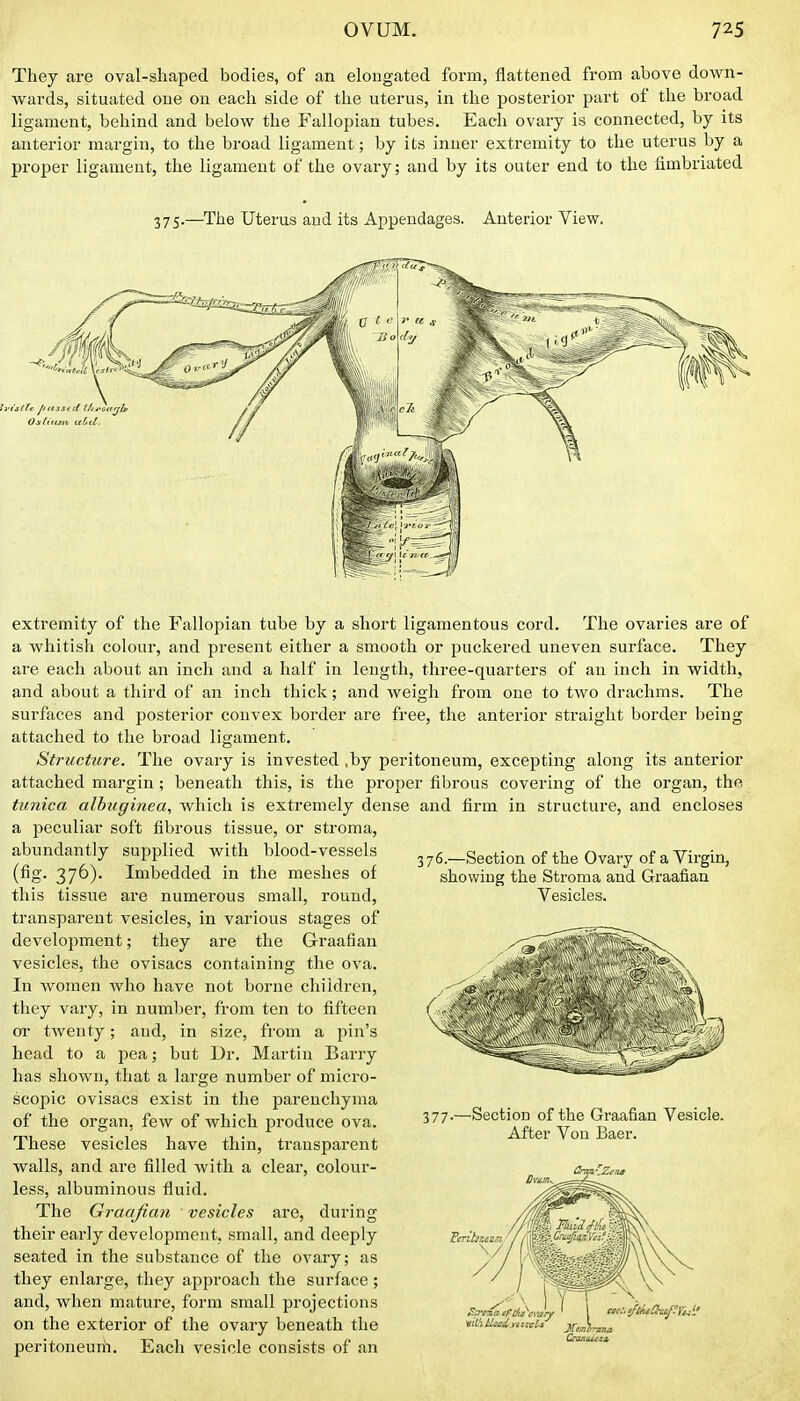 They are oval-shaped bodies, of an elongated form, flattened from above down- wards, situated one on each side of the uterus, in the posterior part of the broad ligament, behind and below the Fallopian tubes. Each ovary is connected, by its anterior margin, to the broad ligament; by its inner extremity to the uterus by a proper ligament, the ligament of the ovary; and by its outer end to the fimbriated 375.—The Uterus and its Appendages. Anterior View. 376.—Section of the Ovary of a Virgin, showing the Stroma and Graafian Vesicles. extremity of the Fallopian tube by a short ligamentous cord. The ovaries are of a whitish colour, and present either a smooth or puckered uneven surface. They are each about an inch and a half in length, three-quarters of an inch in width, and about a third of an inch thick; and weigh from one to two drachms. The surfaces and posterior convex border are free, the anterior straight border being attached to the broad ligament. Structure. The ovary is invested ,by peritoneum, excepting along its anterior attached margin ; beneath this, is the proper fibrous covering of the organ, tlip. tunica albiiginea, which is extremely dense and firm in structure, and encloses a peculiar soft fibrous tissue, or stroma, abundantly supplied with blood-vessels (fig. 376). Imbedded in the meshes of this tissue are numerous small, round, transparent vesicles, in various stages of development; they are the Graafian vesicles, the ovisacs containing the ova. In women who have not borne children, they vary, in number, from ten to fifteen oi- twenty; and, in size, from a pin's head to a pea; but Ur. Martin Barry has shown, that a large number of micro- scopic ovisacs exist in the parenchyma of the organ, few of which produce ova. These vesicles have thin, transparent walls, and are filled with a clear, colour- less, albuminous fluid. The Graafian vesicles are, during their early development, small, and deeply seated in the substance of the ovary; as they enlarge, they approach the surface; and, when mature, form small projections on the exterior of the ovary beneath the peritoneurh. Each vesicle consists of an 377.—Section of the Graafian Vesicle. After Von Baer. JiCemi.