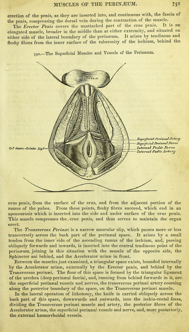 erection of the penis, as they are inserted into, and continuous with, the fascia of the penis, compressing the dorsal vein during the contraction of the muscle. ^ The Erector Penis covers the unattached part of the crus penis. It is an elongated muscle, broader in the middle than at either extremity, and situated on either side of the lateral boundary of the perinaeum. It arises by tendinous and fleshy fibres from the inner surface of the tuberosity of the ischium, behind the 390.—The Superficial Muscles and Vessels of the Perinseum. crus penis, from the surface of the crus, and from the adjacent portion of the ramus of the pubes. From these points, fleshy fibres succeed, which end in an aponeurosis which is inserted into the side and under surface of the crus penis. This muscle compresses the, crus' penis, and thus serves to maintain the organ erect. The Transversus Perincei is a narrow muscular slip, which passes more or less transversely across the back part of the perinaeal space. It arises by a small tendon from the inner side of the ascending ramus of the ischium, and, passing obliquely forwards and inwards, is inserted into the central tendinous point of the periuEeum. joining in this situation with the muscle of the opposite side, the Sphincter ani behind, and the Accelerator urinse in front. Between the muscles just examined, a triangular space exists, bounded internally by the Accelerator uringe, externally by the Erector penis, and behind by the Transversus perinsei. The floor of this space is formed by the triangular ligament of the urethra (deep perineal fascia), and, running from behind forwards in it, are the superficial perinasal vessels and nerves, the transversus perinasi artery coursing along the posterior boundary of the space, on the Transversus perinaei muscle. In the lateral operation of lithotomy, the knife is carried obliquely across the back part of this space, downwards and outwards, into the ischio-rectal fossa, dividing the Transversus perinsei muscle and artery, the posterior fibres of the Accelerator urinse, the superficial perinaeal vessels and nerve, and, moi'e posteriorly, the external haemorrhoidal vessels.