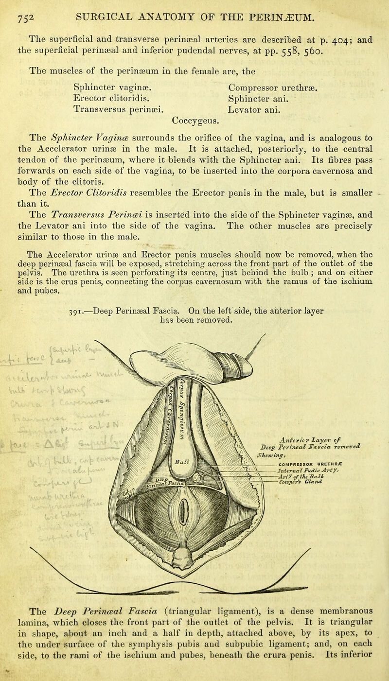 The superficial and transverse perinseal arteries are described at p. 404; and the superficial periuaial and inferior pudendal nerves, at pp. 558, 560. The muscles of the perinseum in the female are, the Sphincter vaginae. Compressor urethrte. Erector clitoi-idis. Sphincter ani. Transversus perinsei. Levator ani. Coccygeus. The Sphincter VagincB surrounds the orifice of the vagina, and is analogous to the Accelerator urin^ in the male. It is attached, posteriorly, to the central tendon of the perineum, where it blends with the Sphincter ani. Its fibres pass - forwards on each side of the vagina, to be inserted into the corpora cavernosa and body of the clitoris. The Erector Clitoridis resembles the Erector penis in the male, but is smaller - than it. The Transversus Perincei is inserted into the side of the Sphincter vaginee, and the Levator ani into the side of the vagina. The other muscles are precisely similar to those in the male. The Accelerator urinse and Erector penis muscles should now be removed, when the deep perinseal fascia will be exposed, stretching across the front part of the outlet of the pelvis. The urethra is seen perforating its centre, just behind the bulb ; and on either side is tlie crus penis, connecting the corpus caveruosum with the ramus of the ischium and pubes. 391.—Deep Perinseal Fascia. On the left side, the anterior layer has been removed. The Deep Perinceal Fascia (triangular ligament), is a dense membranous lamina, which closes the front part of the outlet of the pelvis. It is triangular in shape, about an inch and a half in depth, attached above, by its apex, to the under surface of the symphysis pubis and subpubic ligament; and, on each side, to the rami of the ischium and pubes, beneath the crura penis. Its inferior