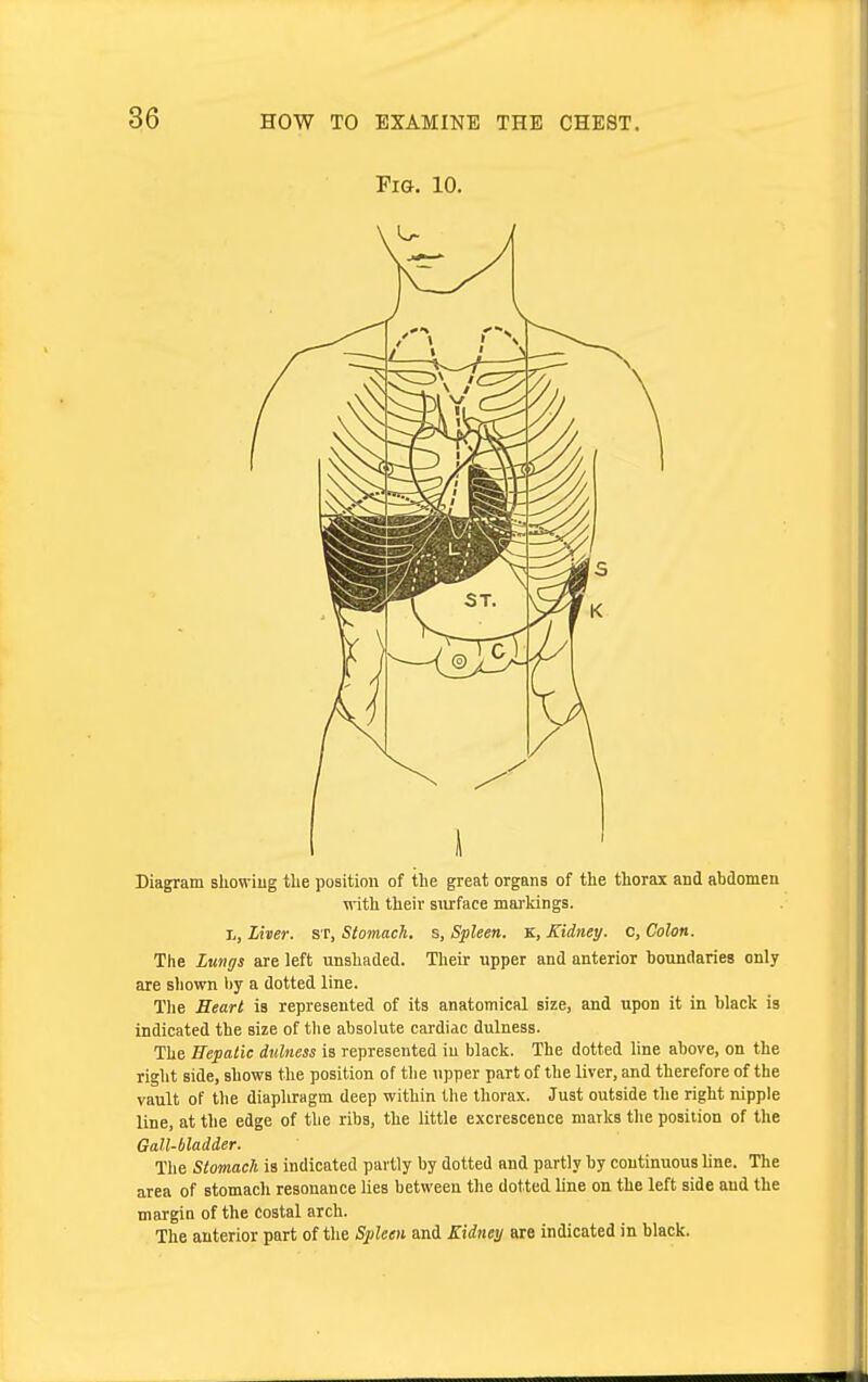 Fig. 10. Diagram showing the position of the great organs of the thorax and abdomen with their surface markings. Ti, Liver, st, Stomach., s, Spleen. K, Kidney, c, Colon. The Lungs are left unshaded. Their upper and anterior boundaries only are shown by a dotted line. The Heart is represented of its anatomical size, and upon it in black is indicated the size of the absolute cardiac dulness. The Hepatic dulness is represented in black. The dotted line above, on the right side, shows the position of the upper part of the liver, and therefore of the vault of the diaphragm deep within the thorax. Just outside the right nipple line, at the edge of the ribs, the little excrescence marks the position of the Gall-bladder. The Stomach is indicated partly by dotted and partly by continuous line. The area of stomach resonance lies between the dotted line on the left side and the margin of the Costal arch. The anterior part of the Spleen and Kidney are indicated in black.