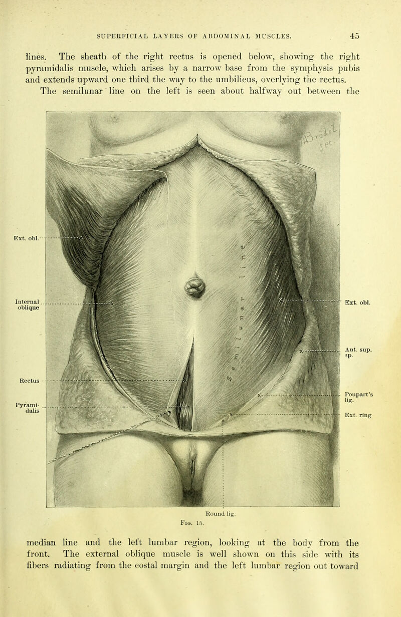 lines. The slieatli of the right rectus is opened below, showing the right pyramidalis muscle, which arises by a narrow base from the symphysis pubis and extends upward one third the way to the umbilicus, overlying the rectus. The semilunar line on the left is seen about halfway out between the Round lig. Kio. 15. median line and the left lumbar region, looking at the body fi-om the front. The external oblique muscle is well shown on this side with its fibers radiating from the costal margin and the left lumbar region out toward