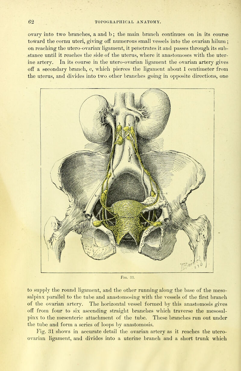 ovary into two branches, a and b; the main branch continues on in its course toward the cornu uteri, giving off numerous small vessels into the ovarian hilum ; on reaching the utero-ovarian ligament, it penetrates it and passes through its sub- . stance until it reaches the side of the uterus, where it anastomoses with the uter- ine artery. In its course in the utero-ovarian ligament the ovarian artery gives off a secondary branch, c, which pierces the ligament about 1 centimeter from the uterus, and divides into two other branches going in opposite directions, one Fio. 33. to supply the round ligament, and the other running along the base of the meso- salpinx parallel to the tube and anastomosing with the vessels of the first branch of the ovarian artery. The horizontal vessel formed by this anastomosis gives off from four to six ascending straight branches which traverse the mesosal- pinx to the mesenteric attachment of the tube. These branches rim out under the tube and form a series of loops l)y anastomosis. Fig. 31 shows in accurate detail tlie ovarian artery as it reaches the utero- ovarian ligament, and divides into a uterine branch and a short trunk which