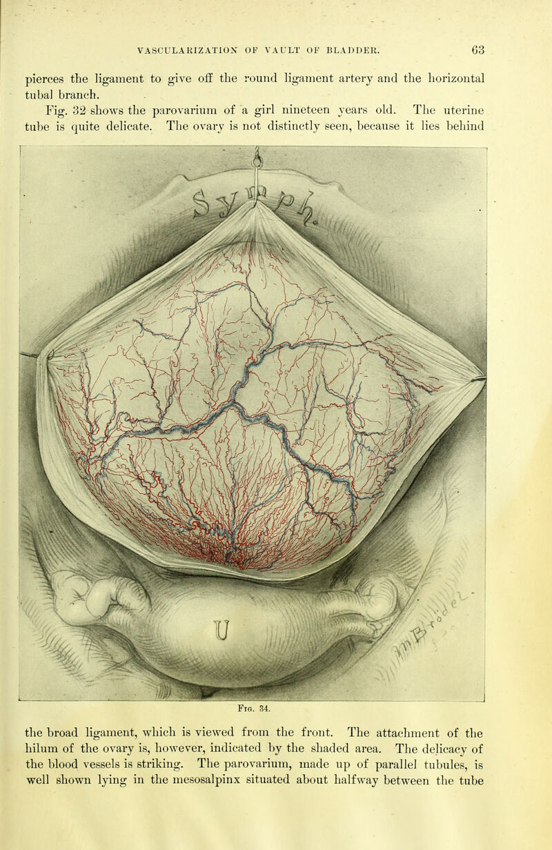 pierces the ligament to give off the round ligament artery and the horizontal tuba] branch. Fig. 32 shows the parovarium of a girl nineteen years old. The uterine tube is quite delicate. The ovary is not distinctly seen, because it lies behind Fig. 34. the broad ligament, which is viewed from the front. The attachment of the hilum of the ovary is, however, indicated by the shaded area. The delicacy of the blood vessels is striking. The parovarium, made up of parallel tubules, is well shown lying in the mesosalpinx situated about halfway between the tube