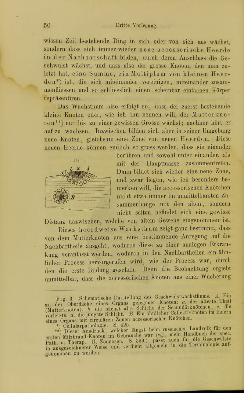 wissen Zeit bestehende Ding in sich oder von sich aus wächst, sondern dass sich immer wieder neue uccessorische Heerde in der Nachbarschaft bilden, durch deren Anschluss die Ge- schwulst wächst, und dass also der grosse Knoten, den mau zu- letzt hat, eine Summe, einMultiplum von kleinen Heer- de n*) ist, die sich miteinander vereinigen, miteinander zusam- menfliessen und so schliesslich einen scheinbar einfachen Körper repräsentiren. Das Wachsthum also erfolgt so, dass der zuerst bestehende kleine Knoten oder, wie ich ihn nennen will, der Mutterkno- ten**) nur bis zu einer gewissen Grösse wächst; nachher hört er auf zu wachsen. Inzwischen bilden sich aber in seiner Umgebung neue Knoten, gleichsam eine Zone von neuen He er den. Diese neuen Heerde können endlich so gross werden, dass sie einander berühren und sowohl unter einander, als mit der Hauptmasse zusammentreten. Dann bildet sich wieder eine neue Zone, und zwar liegen, wie ich besonders be- I merken will, die accessorischen Knötchen nicht etwa immer im unmittelbarsten Zu- I sammenhange mit den alten, sondern nicht selten befindet sich eine gewisse Distanz dazwischen, welche von altem Gewebe eingenommen ist. Dieses heerdweise Wachsthum zeigt ganz bestimmt, dass von dem Mutterknoten aus eine bestimmende Anregung auf die Nachbartheile ausgeht, wodurch diese zu einer analogen Erkran- kung veranlasst werden, wodurch in den Nachbartheilen ein ähn- licher Process hervorgerufen wird, wie der Process war, durch den die erste Bildung geschah. Denn die Beobachtung ergiebt unmittelbar, dass die accessorischen Knoten aus einer Wucherung Fie 3 Schematische Darstelhing dos Geschwulstwachsthums. ^. Ein an der Oberfläche eines Organs gelegener Knoten: a. der älteste Theil ?Mutterknoten), die nächst alte Schicht der Secundarknotcheu, c. die lorletzte 1 die jüngste Schicht, ß. Ein ähnlicher Collekt.vknoteü im Innern eines Or-ans mit circulären Zonen accessorischer Knötchen. :^)SÄÄ weicher-längst beim russisdien Landvolk für den ersten Milzbrand-Knoten im Gebrauche war (vgl. mein Handbuch der pec Slf u Therap. II. Zoonosen. S 399.), passt auch für die Gesd wulste in ausgezeichneter Weise und verdient allgemeu. in die Terminologie auf- genommen zu werden.