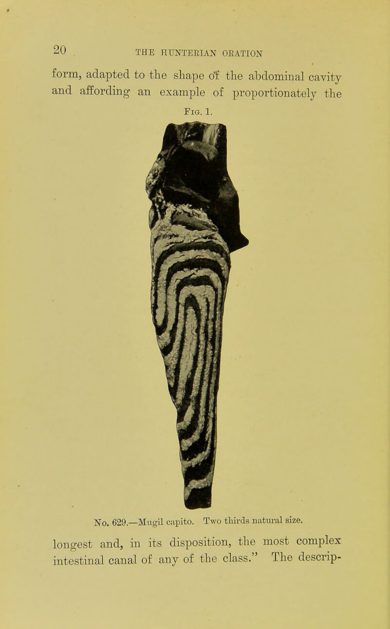 form, adapted to tlie sliape df tlie abdominal cavity and affording an example of proportionately the Fig. 1. No. 629—Mugil ciipito. Two tliirds natiu-al size. longest and, in its disposition, the most complex intestinal canal of any of the class. The descrip-