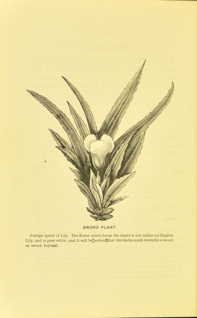 SWORD PLANT. Foreign specie of Lily. The flower which forms the centre is not unlike our English Lily, and is pure white; and it will be^noticed^that the blades much resemble a sword or sword bayoaet.