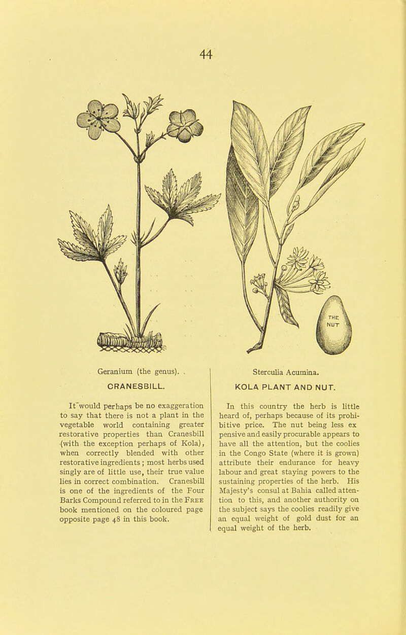 Geranium (the geaus). . CRANESBILL. It'would perhaps be no exaggeration to say that there is not a plant in the vegetable world containing greater restorative properties than Cranesbill (with the exception perhaps of Kola), when correctly blended with other restorative ingredients ; most herbs used singly are of little use, their true value lies in correct combination. Cranesbill is one of the ingredients of the Four Barks Compound referred to in the Free book mentioned on the coloured page opposite page 48 in this book. Sterculia Acumina. KOLA PLANT AND NUT. In this country the herb is little heard of, perhaps because of its prohi- bitive price. The nut being less ex pensive and easily procurable appears to have all the attention, but the coolies in the Congo State (where it is grown) attribute their endurance for hea\'y labour and great staying powers to the sustaining properties of the herb. His Majesty's consul at Bahia called atten- tion to this, and another authority on the subject says the coolies readily give an equal weight of gold dust for an equal weight of the herb.