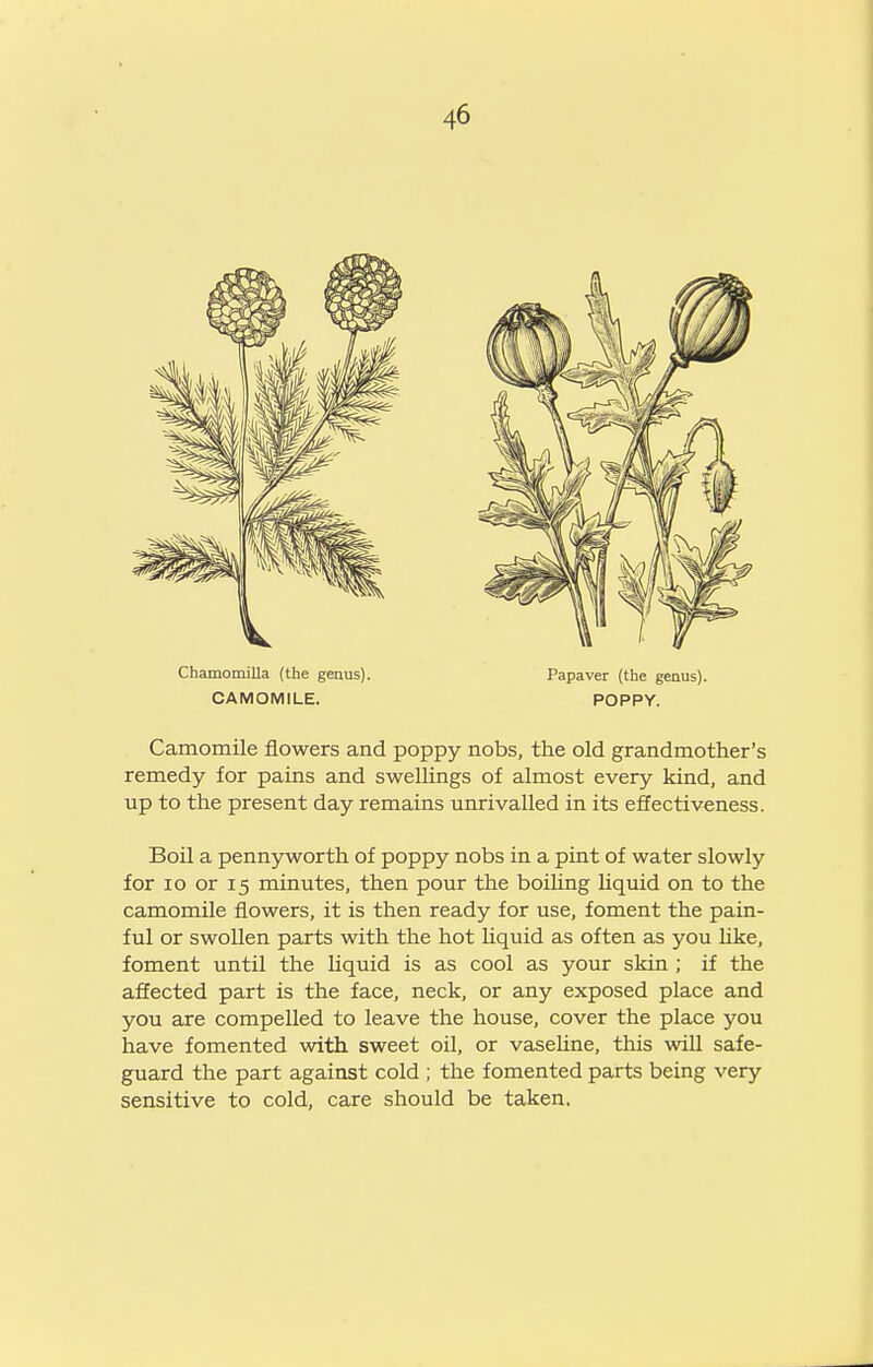 Chamomilla (the geaus). Papaver (the genus). CAMOMILE. POPPY. Camomile flowers and poppy nobs, the old grandmother's remedy for pains and swellings of almost every kind, and up to the present day remains unrivalled in its effectiveness. Boil a pennyworth of poppy nobs in a pint of water slowly for lo or 15 minutes, then pour the boiUng liquid on to the camomile flowers, it is then ready for use, foment the pain- ful or swollen parts with the hot liquid as often as you hke, foment until the liquid is as cool as your skin ; if the affected part is the face, neck, or any exposed place and you are compelled to leave the house, cover the place you have fomented with sweet oil, or vasehne, this will safe- guard the part against cold ; the fomented parts being very sensitive to cold, care should be taken.