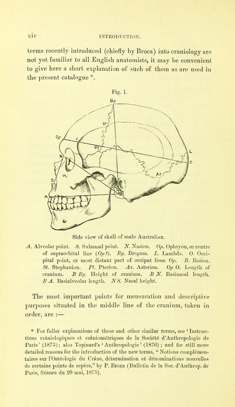 terms recently introduced (chiefly by Broca) into craniology are not yet familiar to all English anatomists, it may be convenient to give here a short explanation of such of them as are used in the present catalogue *. Fig. 1. Bp Side view of skull of male Australian. A. Alveolar point. S. Subnasal point. N. Nasion. Op. Opliryon, or centre of supraorbital line (Opt). Br/. Bregma. L. Lambdn. O. Occi- pital point, or most distant part of occiput from Op. B. Basiou. St. Stephanion. Pt. Pterion. As. Asterion. Op O. Length of cranium, B Bg. Height of cranium. B N. Basinasal lengtli. B A. Basialveolar length. N IS. Nasal height. The most important points for mensuration and descriptive purposes situated in the middle line of the cranium, taken in order, are :— * For fuller explanations of these and other similar terms, see ' Instruc- tions craniologiques et craniometriques de la Soci^t6 d'Anthropologie de Paris' (1875); also Topinard's 'Anthropologie' (187G) ; and for still more detailed reasons for the introduction of the new terms,  Notions compl^men- taires sur I'Ost^ologie du Crane, di^termination et denominations nouvelles de certains points de repere, by P. Broca (Bulletin de la Soc. d'.Vnthrop. de Pari.s, Seance du 20 mai, 1875).