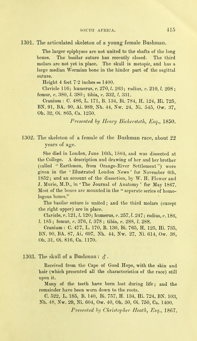 1301. The articulated skeleton of a young female Bushman. The larger epiphyses are not united to the shafts of the long bones. The basilar suture has recently closed. The third molars are not yet in place. The skull is metopic, and has a large median Wormian bone in the hinder part of the sagittal suture. Height 4 feet 7'2 inches = 1400. Clavicle 116; humerus, r. 270,1. 263; radius, r. 210, I. 208 ; femur, r. 380, I. 380; tibia, *•. 332, I. 331. Cranium : C. 486, L. 171, B. 134, Bi. 784, H. 124, Hi. 725, BN. 91, BA. 90, Ai. 989, Nh. 44, Nw. 24, M. 545, Ow. 37, Oh. .32, Oi. 865, Ca. 1250. Presented by Henry Bickersteth, Esq., 1850. 1302. The skeleton of a female of the Bushman race, about 22 years of age. She died in London, June 16th, 1864, and was dissected at the College. A description and drawing of her and her brother (called  Earthmen, from Orange-Eiver Settlement) were given in the ' Illustrated London News ' for November 6th, 1852; and an account of the dissection, by W. H. Flower and J. Murie, M.D., in ' The Journal of Anatomy ' for May 1867. Most of the bones are mounted in the  separate series of homo- logous bones. The basilar suture is united; and the third molars (except the right upper) are in place. Clavicle, r. 121,1.120; humerus, r. 257,1. 247; radius, r. 186, Z. 185; femur, r. 376, I. 378 ; tibia, r. 288, I. 288. Cranium : C. 477, L. 170, B. 130, Bi. 765, H. 125, Hi. 735, BN. 90, BA. 87, Ai. 697, Nh. 44, Nw. 27, Ni. 614, Ow. 38, Oh. 31, Oi. 816, Ca. 1170. 1303. The skull of a Bushman : <S . Eeceived from the Cape of Good Hope, with the skin and hair (which presented all the characteristics of the race) still upon it. Many of the teeth have been lost during life; and the remainder have been worn down to the roots. C. 522, L. 185, B. 140, Bi. 757, H. 134, Hi. 724, BN. 103, Nh. 48, Nw. 29, Ni, 604, Ow. 40, Oh. 30, Oi. 750, Ca. 1400. Presented hy Christopher Heath, Esq., 1867.