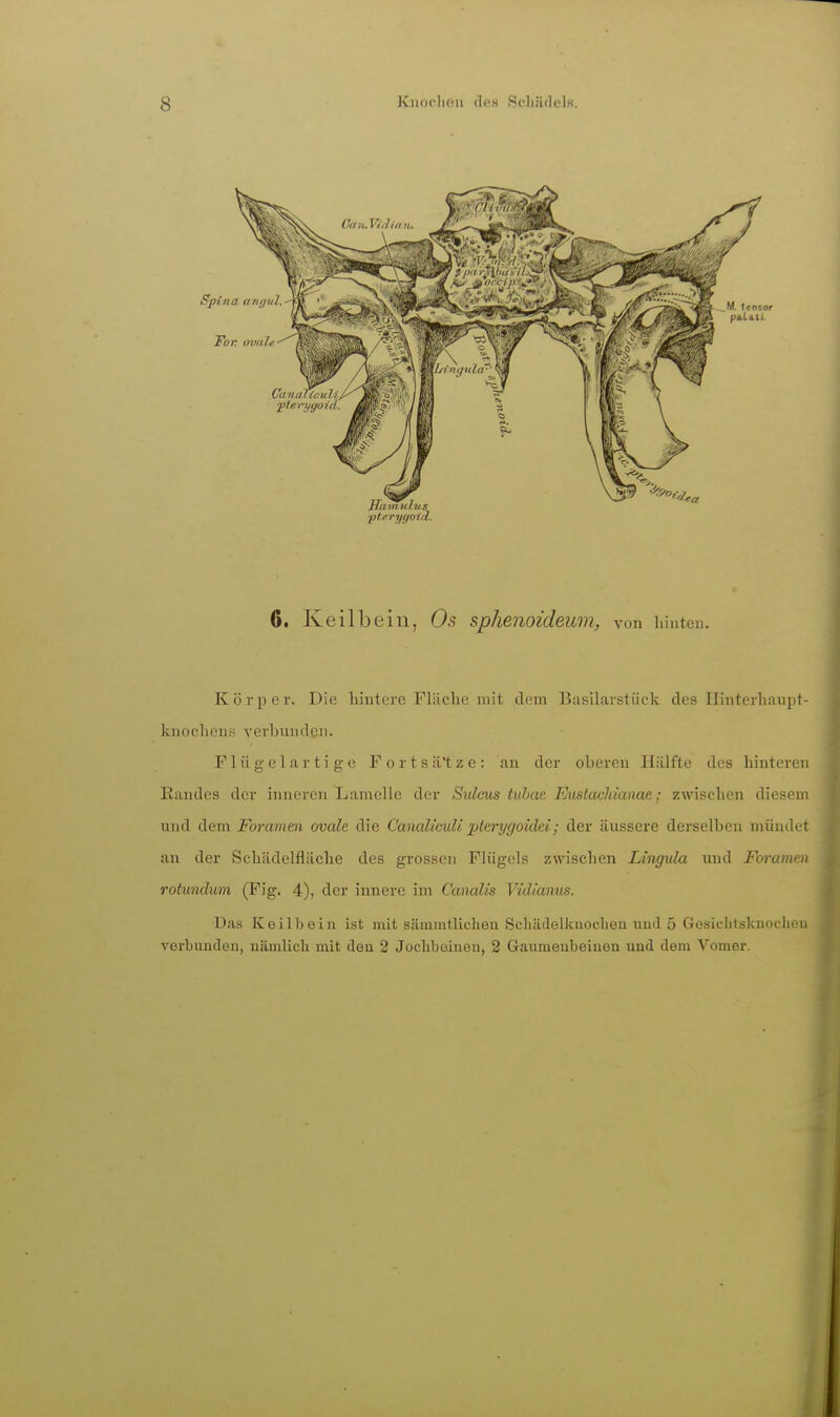 plrryiioid. 6. Keilbein, Os sphenoideum, von hinten. Körper. Die hintere Fläche mit dem Basilarstück des Ilinterhaupt- knochcns verbunden. F1 ii g c 1 a r t i g e Fortsä'tze: an der oberen Hälfte des hinteren Randes der inneren Lamelle der Sidcus tuhae Eiistacliianae; zwischen diesem und Aüm Foramen ovale die CanalicuU 2ile.rygoidd; der äussere derselben mündet an der Schädelfläche des grossen Flügels zwischen Lingula nnd Foramen rotundum (Fig. 4), der innere im Canalis Vidianus. Das Keilbein ist mit siimmtlicheu Scliädelkuoclieu nud 5 Gesiclitskuocheu verbunden, nämlicli mit den 2 Joclibuiueu, 2 Gaumenbeinen und dem Vomer. 1