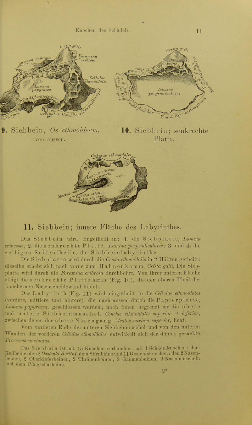 Kiiocliou fle.s Ri'häilel«. 9. Sicjjbein, Os ethmoicleuiii, von aussen. 10. Siebbein; senkrechte Platte. 11. Siebbein; innere Fläche des Labyrinthes. Das S i cb h c i u wird ciiigotlicilt in : 1. die >S i c b p 1 a 11 e, Lumina cnljrosa; 2. die senkrechte Platte, Lamina pcrpaidicularis; 3. und 4. die zoll igen Scitentheilc, die S i e b b e i n 1 ab y ri n t Ii e. Die Siebplatte wird durch die Crisia ctlimoidalis in 2 Hälften getheilt; dieselbe erhebt sich nach vorne zum Hahnenkamm, Crista galU. Die Sieb- platte wird durch die Foramina cribrosa durchbohrt. Von ihrer unteren Fläche steigt die s en k r e c h t e Platte herab (Fig. 10), die den oberen Thnil der knöchernen Nasenscheidewand bildet. Das Labyrinth (Fig. 11) wird eingcthcilt in die Cellulac cihnoidalcs (vordere, mittlere und hintere), die nacli aussen durch die P a p i c r p 1 a 11 e, Lumina pcqiyracPM, gescliiosscn werden; nacli innen begrenzt sie die obere und untere S i eb b c i n in u s c h e 1, ConcJia clJimoidalifi supcrior et inferior, zwischen denen der obere Nasengang, Mcatus nariiim supcrior, liegt. Vom vorderen Endo der unteren Siel)boinmuschcl und von den unteren Wänden der vorderen Cellulue elhmoidales entwickelt sich der dünne, gezackte Procesmis uncinatus. Das Siobhoin ist mit 1,5 Kiioclioii vorl)nn(l(Mi; mit, 4 Scliildolknoclion: dom Keilbeine, den 2 Os.iicv.la Dertini, dorn Stiniboiiio und 11 (kssicIitHknodien : den 2 Nasen- beinen, 2 Oborkioferbeincn, 2 Tliränonboiuen, 2 Gauraouboinon, 2 Nasoumnsclicln und dem rflugscliarboino. 2*