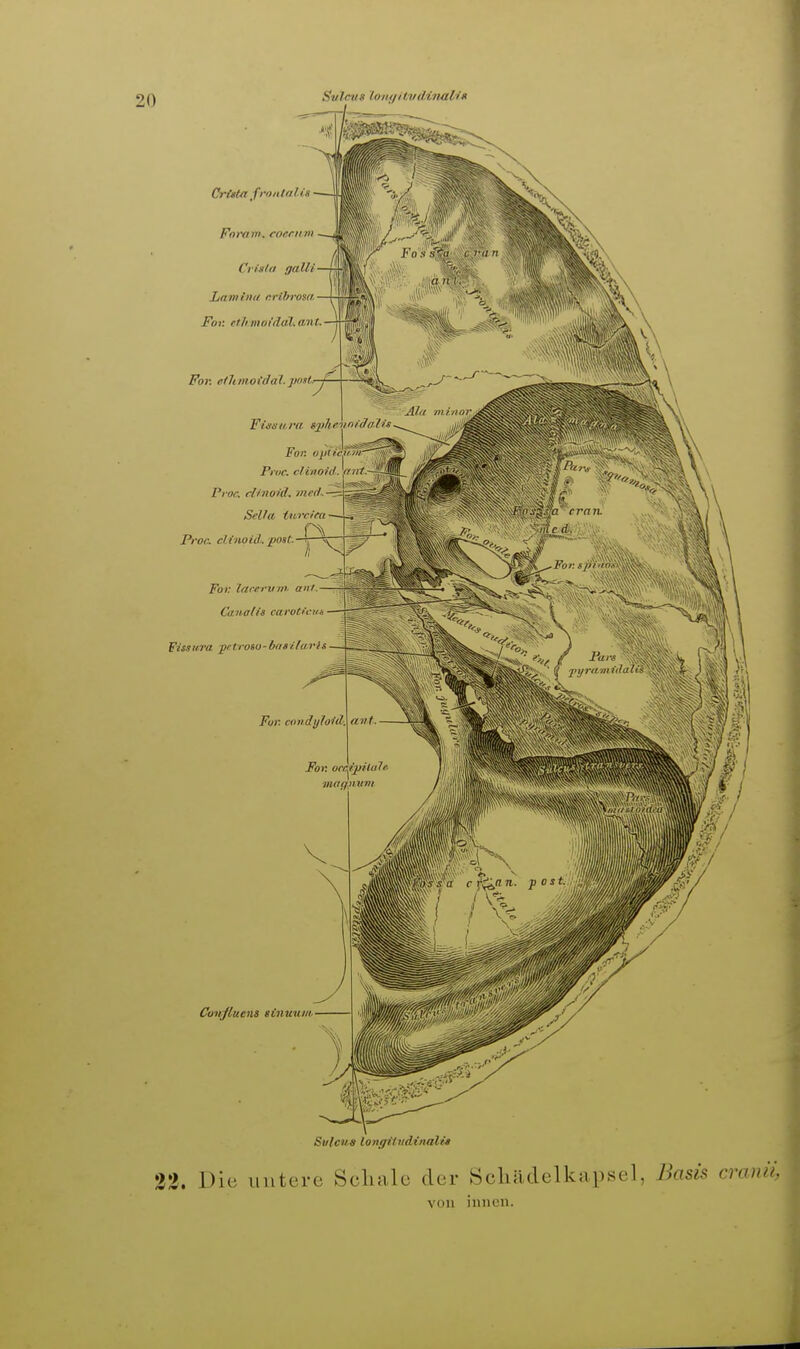 CrCeta frontalis ■— Fnrom. coeciim — Ci isla galli Lam hin crihrosa — For. etji.mofdal.ant. For. eihmoidal. jmt: For. oplicfrw: Pruc. clinonl. '/r ni. Pioc. clinoid. meri.-TP.-^ Sella twcifa Proc. clinoid. jaost.-^^^ Fol: lacervm. anl Canada carotiein Fissiira prtroso- bn» i(ari>, Conßueni einuniit Für. conäylold. Sulcua longiiudinali» 33. Die untere Schale der Scliädelkapsel, Baü& cranii, von innen.