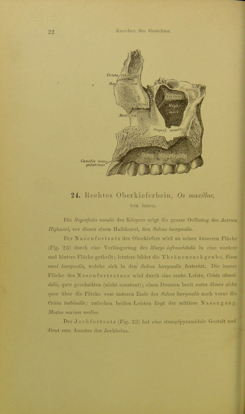 24. Rechtes Oberkieferbein, Os maxülae, von innen. Die Supcrficks nasalis des Körpers zeigt die grosse Oeffnung des Antriim Ilüjlanori, vor dieser einen Halbkanal, den Sulcus lacrymalis. Der N a s e n f o r t s a t z des Oberkiefers wird an seiner äusseren Fläche (Fig. 23) dnrcli eine Verlängerung des Margo infraorhitalis in eine vordere und liintere Fläche getlieilt; letztere bildet die T h r ä n e n s a c k g r u b e, Fossa sacci lacu'ymalis, welche sich in den Sulcus lacrymalis fortsetzt. Die innere Fläche des N a s c n f o r t s a t z e s wird durch eine rauhe Leiste, Crista elhmoi- clalis, quer geschnitten (nicht constant); einen Daumen breit unter dieser zieht quer über die Fläche vom unteren Ende des Sulcus lacrymalis nach vorne die Crista turhinalis: zwischen beiden Leisten liegt der mittlere Nascnganc'. MrcUus narium mcdius. Der Jochfortsatz (Fig. 23) hat eine stunipfi»yranud;ili' (!ist:ilt und diiMit zum Ausatze des Jochbeins.