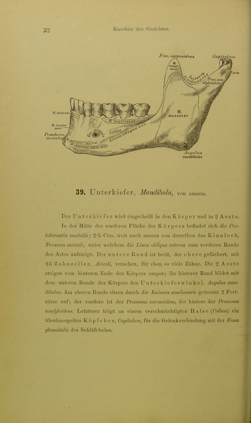 39. Unterkiefer, Mandibular von aussen. Der Unterkiefer wird cingellieilt in den K ö r p e r und in 2 A e s t e. In der Mitte der vorderen Fläche des K ö r p e r s befindet sich die Pro- tuberantia mentalis; 25 Ctni. weit nncli aussen von derselben das Kinnloch, Forammi mentale, unter welchem die Linea obliqua externa zum vorderen Rande des Astes aufsteigt. Der untere Rand ist breit, der obere gefächert, mit IG Zahn Zellen, Alveoli, versehen, für eben so viele Zähne. Die 2 Aestc steigen vom hinteren Ende des Körpers empor; ihr hinterer Rand bildet mit dem unteren Rande des Körpers den U n t e r k i c f e r w i n k c 1, Aiiffulm man- dibulae. Am oberen Rande sitzen durch die Incisura scmilunaris getrennt 2 Fort- sätze auf; der vordere ist der l^occsms coronoideus, der hintere der Processus cmulyloideus. Letzterer trägt an einem verschmächtigten Halse (Collum) ein überknorpeltes K ö p f c h e n, Capitnlum, für die Gelenkverbindung mit der Fossa glenoidalis des Schläfebeins.