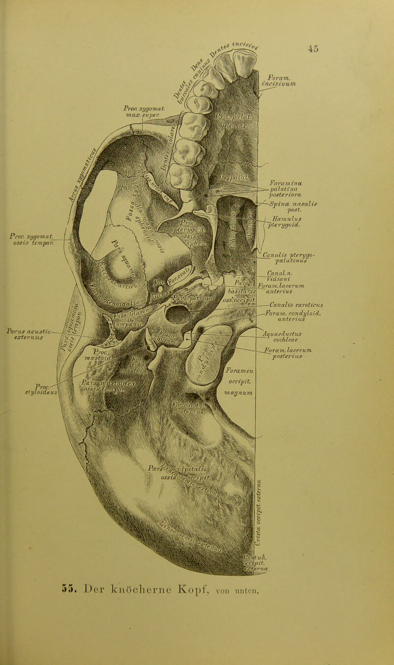 Prnc. Z)jgomat_ ossl.t tempor. Forumina palaliiia jinsteriora. ^ Spina vnscdis •poH. __HcniLnlus fiterygoid. Canaltf pterygo- 'patatinvs CanciLn. YicLiuyii Foram. laeerum cLiUerius Canalis caroti'ciis Poms acu,sUc. externjLS slyloidens 45 Foram. condyloid. cLnterius Aquafductus Cochleae 'nrarn. laeerum posterius 55. Der knöcherne Kopl, von unton.