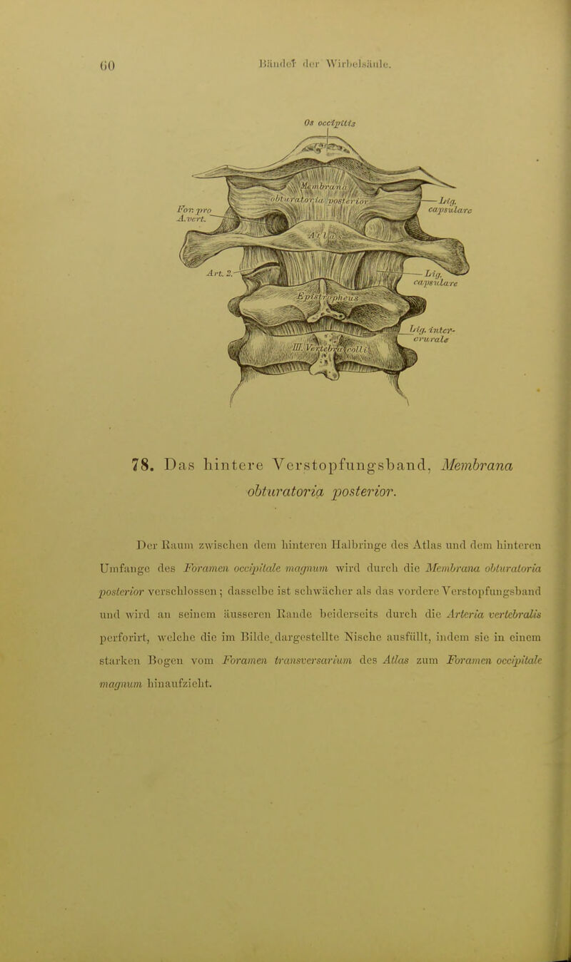 (iO liiiiidcT- der WirlicLsäiile. 78. Das hintere Verstopfiingsband, Membrana ohturatoria posterior. Der Raum zwischen dein liijitcrcn Halbringe des Atlas und dem hinteren Umfange des Foramen occipitale magnum wird durch die Membrana ohturatoria posterior verschlossen ; dasselbe ist schwächer als das vordere Verstopfungsband und wird an sciiujm äusseren Rande beiderseits durch die Arteria vertchralis perforirt, welche die im Bilde, dargestellte Nische ausfüllt, indem sie in einem starken Bogen vom Foramen transversariiun des Atlas zum Foi'amen occijntale magnum hinaufzieht.