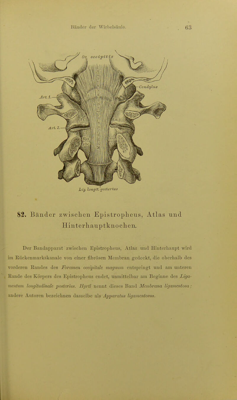 82. Bänder zwischen Epistropheus, Atlas und liinterhauptknoclien. Der Bandapparat zwischen Epistropheus, Atlas und Hinterhaupt wird im Riickenmarkskanale von einer fibrösen Membran gedeckt, die oberhalb des vorderen Bandes des Foramen occijntcde magnum entspringt und am unteren I Rande des Körpers des Epistropheus endet, unmittelbar am Beginne des Liga- mentum longitudinale. posterius. IlyrÜ nennt dieses Band Membrana Ugamentosa; lindere Autoren bezeichnen dasselbe als Aiiparatus Ugamentosus.