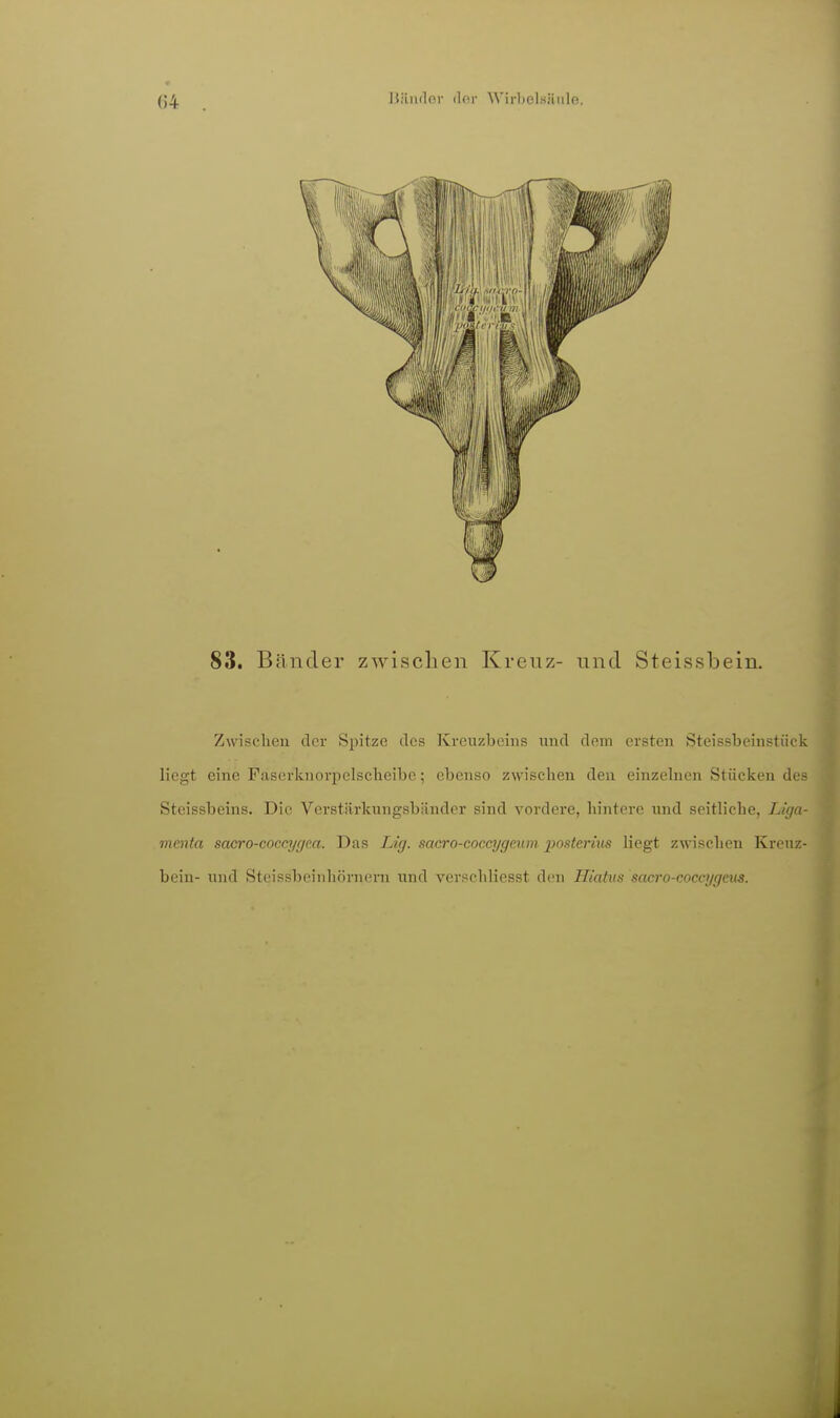 83. Bcänder zwischen Kreuz- und Steissbein. Zwisclieu clor Spitze des Kreuzbeins und dem ersten Steissbeinstück liegt eine Faserknorpelsclieibe; ebenso zwischen den einzelnen Stücken des Steissbeins. Die Verstärkungsbänder sind vordere, hintere und seitliche, Liga- menta sacro-coccyijea. Das Lig. sacro-coccygeum jjosterius liegt zwischen Kreuz- bein- und Steissbeinhörnern und verschliesst den Hiatus sacro-coccijgms.