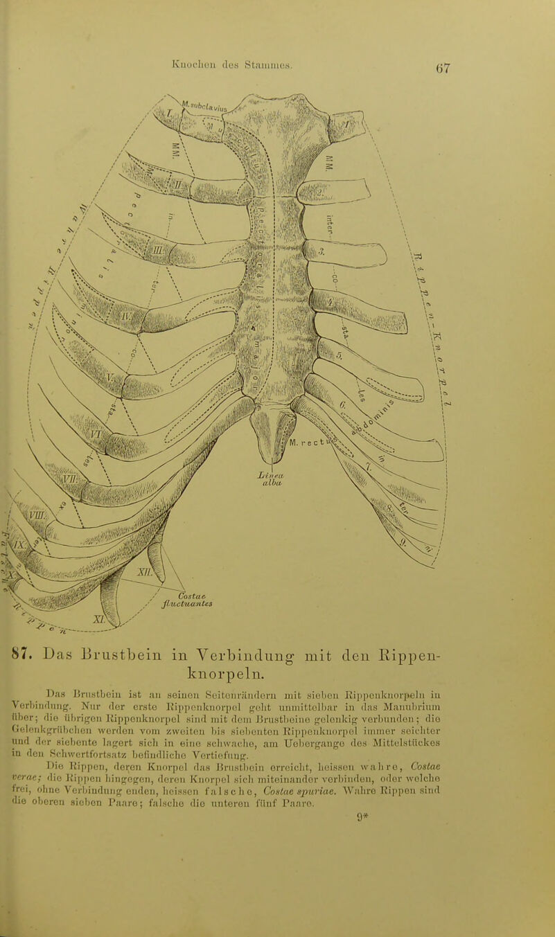 Iviioclicu (lus .Stiuiimos. 87. Das Brustbein in Verbindung- mit den Rippen- knorpeln. ]);i.s Jjrustljciii i«t im seiuoii .Scitoiirändorn mit sioliou Kippoiikuorpelii iu Verliiiidiiiig. Nur der erste ]\ip])oiiknorp()l fj^tslit iiiuiiittoll);ir in (l;is Miuiubrluin über; (lio iilirigon liippoiikuorpol sind mit dem Jjrustlxsiiio j^eloukig vorljuiideii; die Geloiikf^riiliclicu worden vom zwoiteu bis siebenten Rippenkuorpol immer seichter und d(!r siebente laf^ert sich in eine schwjiclie, am Ueliergango des Mittelstückes in den Schwertfortsatz befiudliclie Vortiof'iinp:. Die Kippen, deren Knorpel das IJni.stbein orreicdit, liei.ssen wahre, C'oslae i nc; die l{ip])cn hinr^oj^cn, deren Knorpel sich miteinander verbinden, oder wolclie trei, ohne Verbiuduiifif enden, heissen falsche, Coalae spuriae. Wahre Rippen sind die oberen sielion Paare; falsche die unteren fünf Paare.