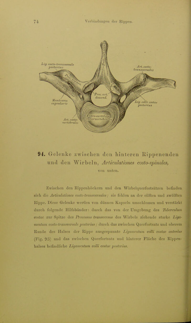 94. Gelenke zwischen den hinteren Rippenenden und den Wirbeln, Arficidationes costo-spinales, von iiiiton. Zwischen den Rippcnhöckcrn und den Wirbelquerfortsätzen befinden sicli die ArticulcUiones eosto-transverscdcs; sie fehlen an der eilfteu und zwölften Rippe. Diese Geleuke werden von dünnen Kapseln umschlossen und verstärkt durch folgende Hilfsbänder: durch das von der Umgebung des Tuherculum costae zur Spitze des Processus transvcrsus des Wirbels ziehende starke Liga- mentum costo-transvcrsale posterius : durch das zwischen Querfortsatz und oberem Rande des Halses der Rippe ausgespannte Ligamentum colli costae anterius (Fig. 93) und das zwischen Qiierfortsatz und hinterer Fläche des Rippen- halses befindliche Ligamentum colli costae jjosterius.