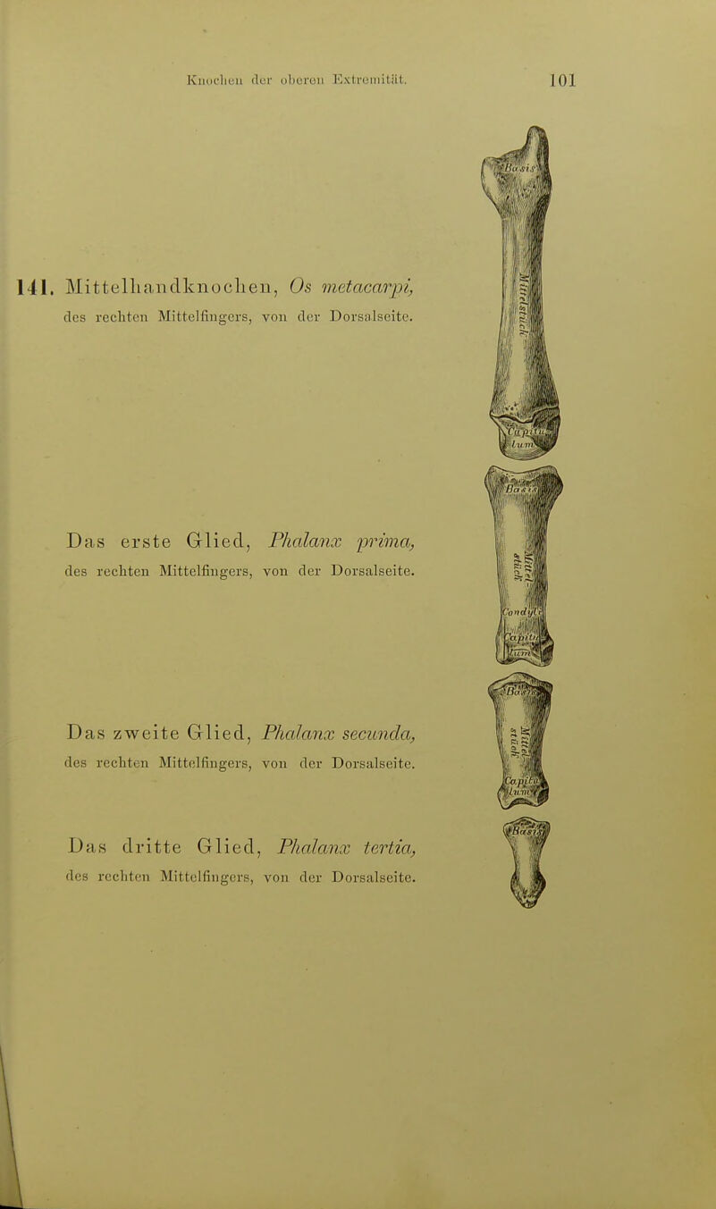 Kmtclieu ilur oberen JOxtroiiiität. 141. Mittelliaiidknoclien, Os metacarpi, des rechten Mittellingers, von der Dorsalseite. Das erste Glied, Phalanx ijrima, des rechten Mittelfingers, von der Dorsalseite. Das zweite Grlied, Phalanx secunda, des rechten Mittelfingers, von der Dorsalseite. Das dritte Glied, Phalanx tertia, des rechten Mittelfingers, von der Dorsalseite.