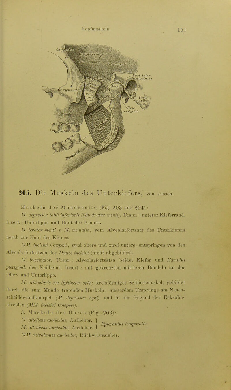 305, Die Muskeln des Unterkiefers, von aussen. Muskeln der Mund spalte (Fig. 203 und 204): M. depressov lahü infcrioris (Quadratus mentl). Ursjir.: unterer Kieferraud. Insert.: Unterlippe und Haut des Kinnes. M. levatoT menti s. M. mentcdis; vom Alveolarfortsatz des Unterkiefers heral) zur Haut des Kinnes. MM. incisim Cowpcri; zwei obere und zwei unterß, entspringen von den Alveolarfortsätzen der Dentes incisivi (niclit abgebildet). j\r. huecinator. Urspr.: Alveolarfortsiitze beider Kiefer und Haimdns plmjffoid. des Keilbeins. Insert.: mit gekreuzten mittleren Rändeln an der Ober- und Unterlippe. M. orbicularis seu Sphiacter oris; ivreisförmigor Scliliessnuiskol, gebildet durch die zum Munde tretenden Muskeln ; ausserdem Ursprünge am Nasen- schcidcwandknorpel (M. deprcssor scpll) und in der Gegend der Eckzahn- Jilveolen (MM. incisivi Cc/wpcri). 5. Muskeln des Obres (Fig. 203) = M. altollens auriculae, Aufliebcr. ] I Enicranim temporaus. M. alIranern auricidac, Anziclier. J MM relrcdientes auricidac, Riickwiirtszieher.