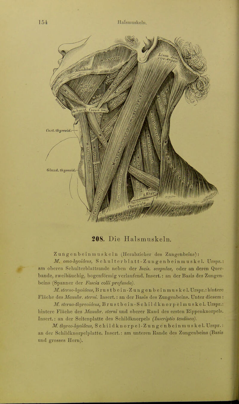 308. Die Halsmuskeln. Z u n g e n b e i n in u s k c 1 n (Horabziclicr des Zungoubeins): M. omo-hjoidevs, S c h u 11 o r b 1 a 11 - Z u n g e n b e i n m u s k c 1. Urspr.: am oberen Schulterblattrande ncbeu der Incis. scapulae, oder an deren Quer- bande, zweibäucbig, bogenförmig verlaufend. Tnsert.: an der Basis des Zungen- beins (Spanner der Fascia colli profunda). M. sterno-hyoidcus, Brustbcin-Zungenbeinmuskcl. Urspr.: hintere Flüche des Mamihr. stcrni. Lisert.: an der ]5asis des Zungenbeins. Unter diesem : M. stcrno-ihijreoideus, Brustbein-Schildknorpelniuskel. Urspr.: hintere Fläche des Maniihr. sternt und oberer Rand des ersten Rippenknorpels. Insert.: an der Seitenplatte des Schildknorpels (Tnscriptio iendinca). M. thyreo-hyoideus, S c h i 1 d k n o r p e 1 - Z u n g e n b e i n m u s k e 1. Urspr.: an der Schildknorpelplatte. Insert.: am unteren Rande des Zungenbeins (Basis und grosses Horn).