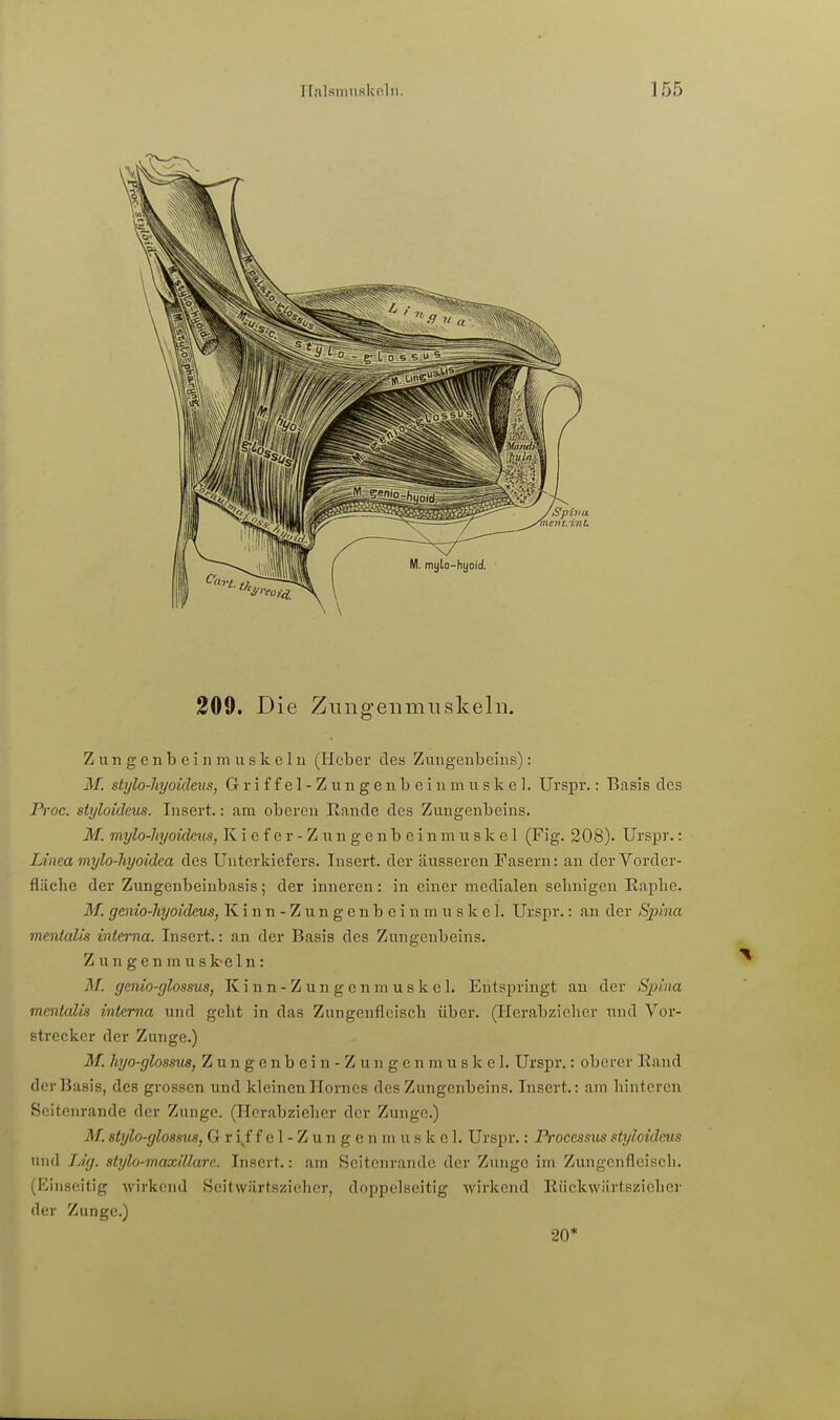 209. Die Zungenmuskeln. Zungenbein muskelu (Heber dea Zungenbeins): M. slijlo-liyoichus, Griffel-Zungenbeinmuskel. Urspr.: Basis des Proc. styloidms. lusert.: am oberen Rande des Zungenbeins. M. mylo-lnjoideus, Kiefer- Zungenbeinmuskel (Fig. 208). Urspr.: Linea mylo-hyoidea des Unterkiefers. Insert. der äusseren Fasern: an der Vorder- fläche der Zungenbeinbasis; der inneren: in einer medialen sehnigen Raphe. M. genio-hyoidms, K i n n - Z u n g e n b e i n m u s k e 1. Urspr.: an der Spina mentalis interna. Insert.: an der Basis des Zungenbeins. Zungenmus k-e 1 n : M. genio-glossus, K i n n - Z u n g e n m u s k c 1. Entspringt au der Spina mentalis interna und geht in das Zungenfleisch über. (Herabzichcr und Vor- strecker der Zunge.) M. hyo-glossus, Z u n g e n b e i n - Z u n g e n m u s k e 1. Urspr.: oberer Eand der Basis, des grossen und kleinen Hornos des Zungenbeins. Insert.: am hinteren Seitenrande der Zunge. (Herabzieher der Zunge.) M. stylo-gloasus, Gri^ffel-Zungcnmuskcl. Urspr.: Processus styloidcus und TÄg. stylo-maxillare. Insert.: am Scitcnrande der Zunge im Zungcnfleisch. (ICiiiseitig wirkend Seitwärtszieher, doppelseitig wirkend Rückwärtszieher der Zunge.) 20*