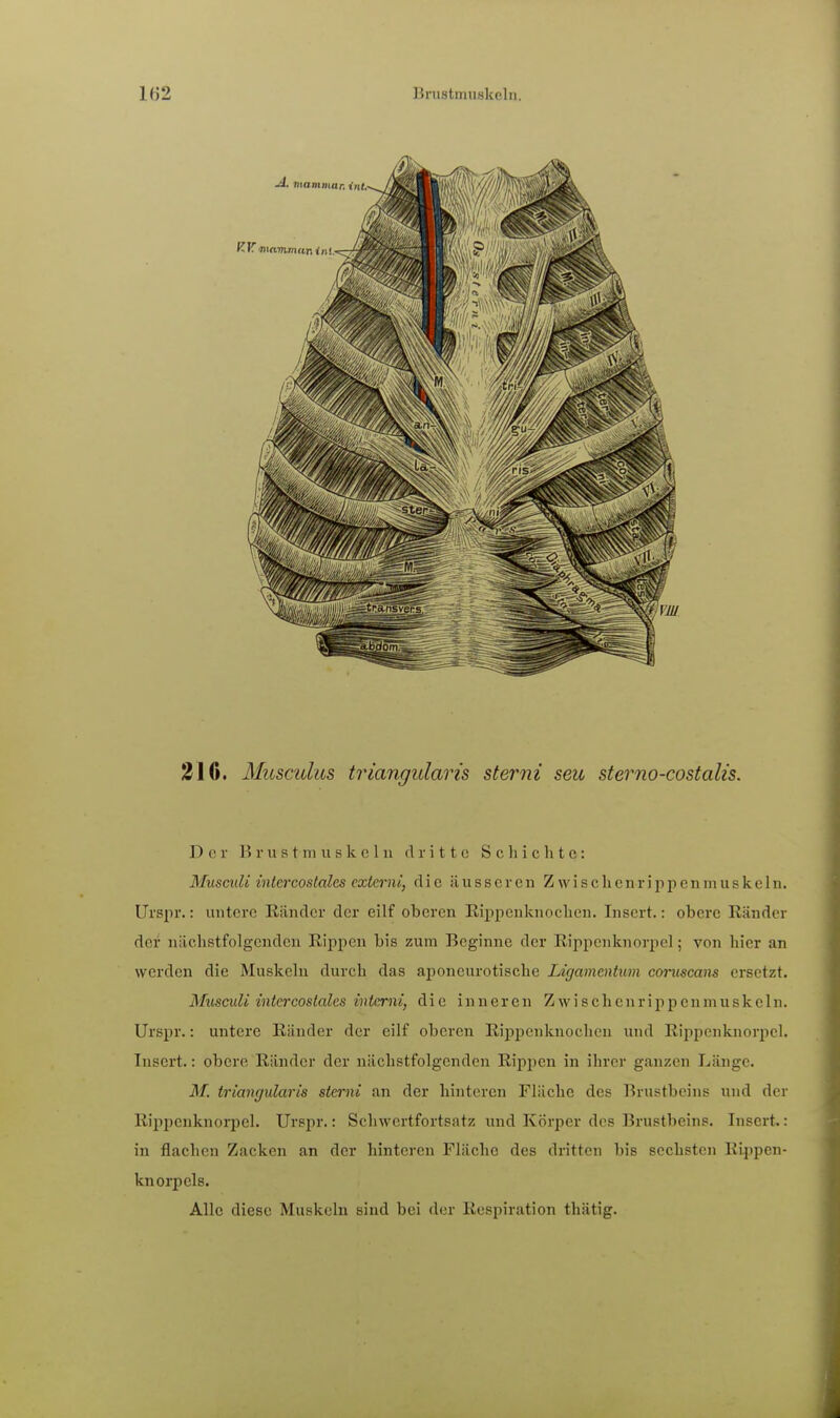 1H2 Unistmuskelii. 310. Musculus triangularis sterni seu sterno-costalis. Der \^ V u s t III u s k c 111 dritte Schichte: Musculi intercostales extcrni, die äusseren Zwischenrippenmuskeln. Urspr.: untere Känder der eilf oberen Eippenknochen. Inscrt.: obere Ränder der nächstfolgenden Rippen bis zum Beginne der Rippcnknorpel; von hier an werden die Muskelu durch das aponeurotische Ligamentum coruscaiis ersetzt. Musculi intercostales interni, die inneren Zwischcnrippcnmuskeln. Urspr.: untere Ränder der cilf oberen Rippenknochen und Rippenknorpel. Insert.: obere Ränder der nächstfolgenden Rippen in ihrer ganzen Länge. M. triangularis sterni an der hinteren Fläche des Brustbeins und der Rippenknorpel. Urspr.: Schwertfortsatz und Körper des Brustbeins. Insert.: in flachen Zacken an der hinteren Fläche des dritten bis sechsten Rippen- knorpels. Alle diese Muskeln sind bei der Respiration thätig.