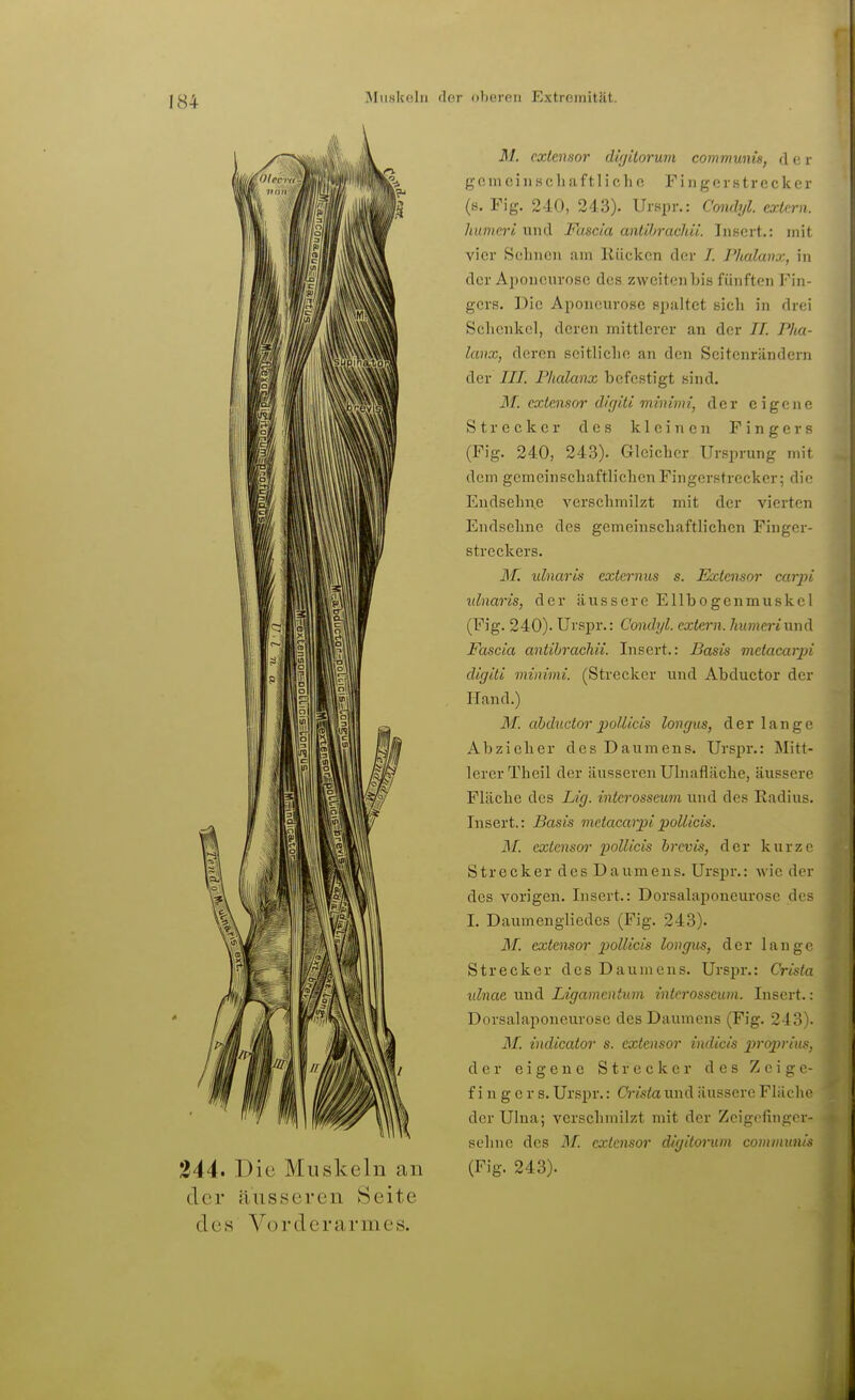 344. Die Muskeln an der äusseren Seite des Vorderarmes. M. cxtensor dirjitorum communis, d e r gcniciiiscliiiftlicliG FingcrHtrecker (s. Fig. 240, 243). Urspr.: Condyl. erlern, hitmeri und Fascia antibrachii. Inscrt.: mit vier Schnell am Rücken der I. Pluxlanx, in der Aponourosc des zweiten bis fünften Fin- gers. Die Apoiieurose spaltet sich in drc;! Schenkel, deren mittlerer an der //. Pha- lanx, deren seitliclie an den Scitenrändern der III. Fhalaiix befestigt sind. 31. cxtensor digiti minimi, der eigene Strecker des kleinen Fingers (Fig. 240, 243). Gleicher Ursprung mit dem gemeinschaftlichen Fingerstrecker; die Endsehne verschmilzt mit der vierten Endsehne des gemeinschaftlichen Finger- streckers. M. ulnaris extcrnus s. Extensor carpi ulnaris, der äussere Ellbogenmuskel (Fig. 240). Urspr.: Condyl. extern. liumeriMxiA Fascia antibrachii. Insert.: Basis metacarpi digiti minimi. (Strecker und Abductor der Pfand.) M. abductor pollicis longus, der lange Abzieher des Daumens. Urspr.: Mitt- lerer Theil der äusseren Uhiafläche, äussere Fläche des Lig. interosseum und des Radius. Insert.: Basis mHacarpipollicis. M. exlcnsor pollicis brcvis, der kurze S t r e c k e r d e s D a u m e n s. Urspr.: Avie der des vorigen. Insert.: Dorsalaponeurose des I. Daumengliedes (Fig. 243). II. extensor pollicis longus, der lange Strecker des Daumens. Urspr.: Crisla idnae und Ligamentum interosseum. Insert.: Dorsalaponeurose des Daumens (Fig. 243). AI. indicator s. extensor iiidicis j)?-02J}7w5, der eigene Strecker des Zeige- fingers. Urspr.: Crista und äussere Fliicho der Ulua; verschmilzt mit der Zcigofingor- schne des M. extensor digitorum communis (Fig. 243).