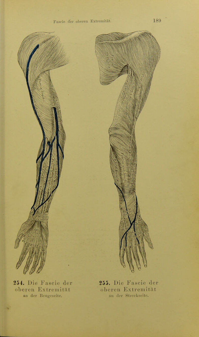 354. Die Fascic der oberen Extreniitüt an der l?in^;csfitf'. 355. Die Fascie der () 1 jercn Extremit.ii,t an der Strcckscitc