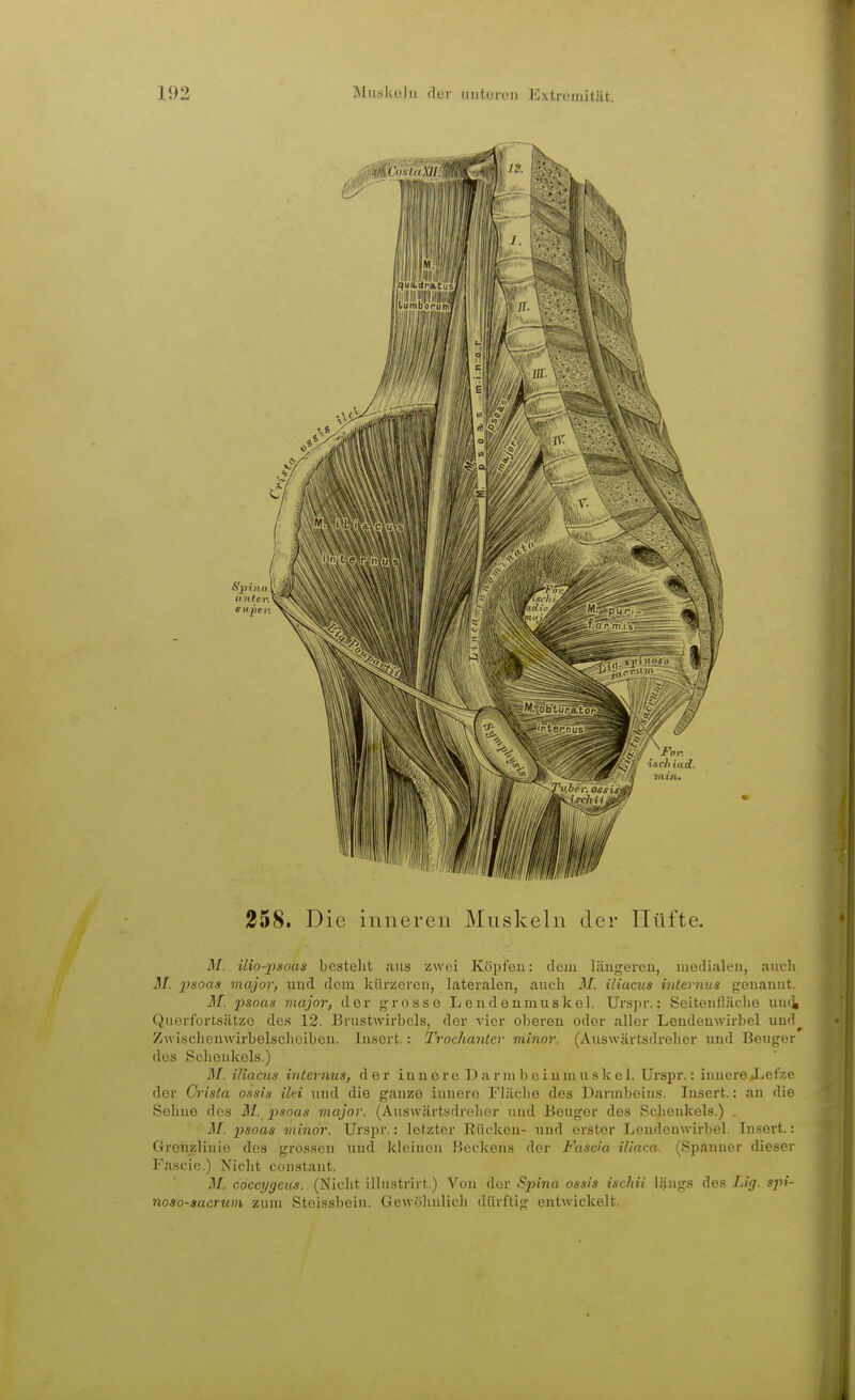 258. Die inneren Muskeln der Hüfte. M. ilio-psoas bestellt aus zwei Köi)l'eu: dem liiugereu, modiale», aucli M. psoas morjov, und dem kürzercu, lateralen, auch M. iliacus internus genannt. M. psoas major, der grosse Leudenmuskel. Ui'spr.: Seitenfläflio uut^ QuerfortsätzG des 12. Brustwirbels, der vier oberen oder aller Lendenwirbel uud^ /iwischcnwii'belsclieiben. lusert.: Trockantcr minor. (Auswärtsdrelier und Beuger dos Sclieukols.) M. iliacus internus, der i n u e r c D a r m b e i n m u s k e 1. Urspr.: innere »Lefze der Crisla ossis ilti und die ganze innere Fliiclie des Darmbeins. lusert.: an die Soline des M. pisoas major. (Auswärtsdrelier und Beuger des 8c]ionkels.) . M. psoas viinor. Urspr.: letzter Rücken- und erster Lendouwirbel. Insert.: Grenzlinie des grossen und kleinen Beckens der Fasc'a iliaca. (Spanner dieser Fascie.) Nicht coustant. M. coccygeus. (Nicht illustrirt.) Von der Spina ossis ischii längs des Lig. spi- noso-aacrtim zum Stoissbein. Gewiilinlich dürftig entwickelt.