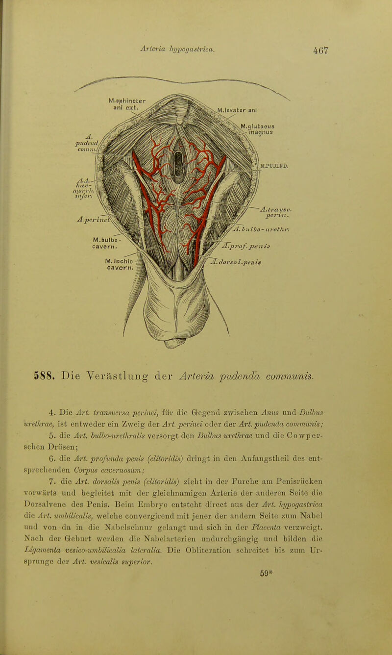 588. Die Verästliing der Arteria pudend'a communis. 4. Die Art. transvcrm perind, für die Gegend zwisclieu Anus und Bulbus urelhrae, ist entweder ein Zweig der Art. pcrinei oder der Art. pudenda communis: 5. die Art. bulbo-urelhralis vevsorgt den Bulbus urelhrae und die Co wper- sehen Drüsen; 6. die Art. profunda penis (clitoridis) dringt in den Aiifangstlieil des ent- sijrecliendcn Corpus cavernosum; 7. die Art. dorsalis penis (clitoridis) zieht in der Furche am Penisrücken vorwärts und begleitet mit der gleichnamigen Arterie der anderen Seite die Dorsalvene des Penis. Beim Embryo entsteht direct aus der Art. hypogaslrica die Art. umbilicalis, welche convergircnd mit jener der andern Seite zum Nabel und von da in die Nabtilschnur gelangt und sich in der Placmta verzweigt. Nach der Geburt werden die Nabclarterien undurchgängig und bilden die Ligamenta vesico-umbiliealia laleralia. Die Obliteration schreitet bis zum Ur- sprünge der Art. veaicalis superior. 69*